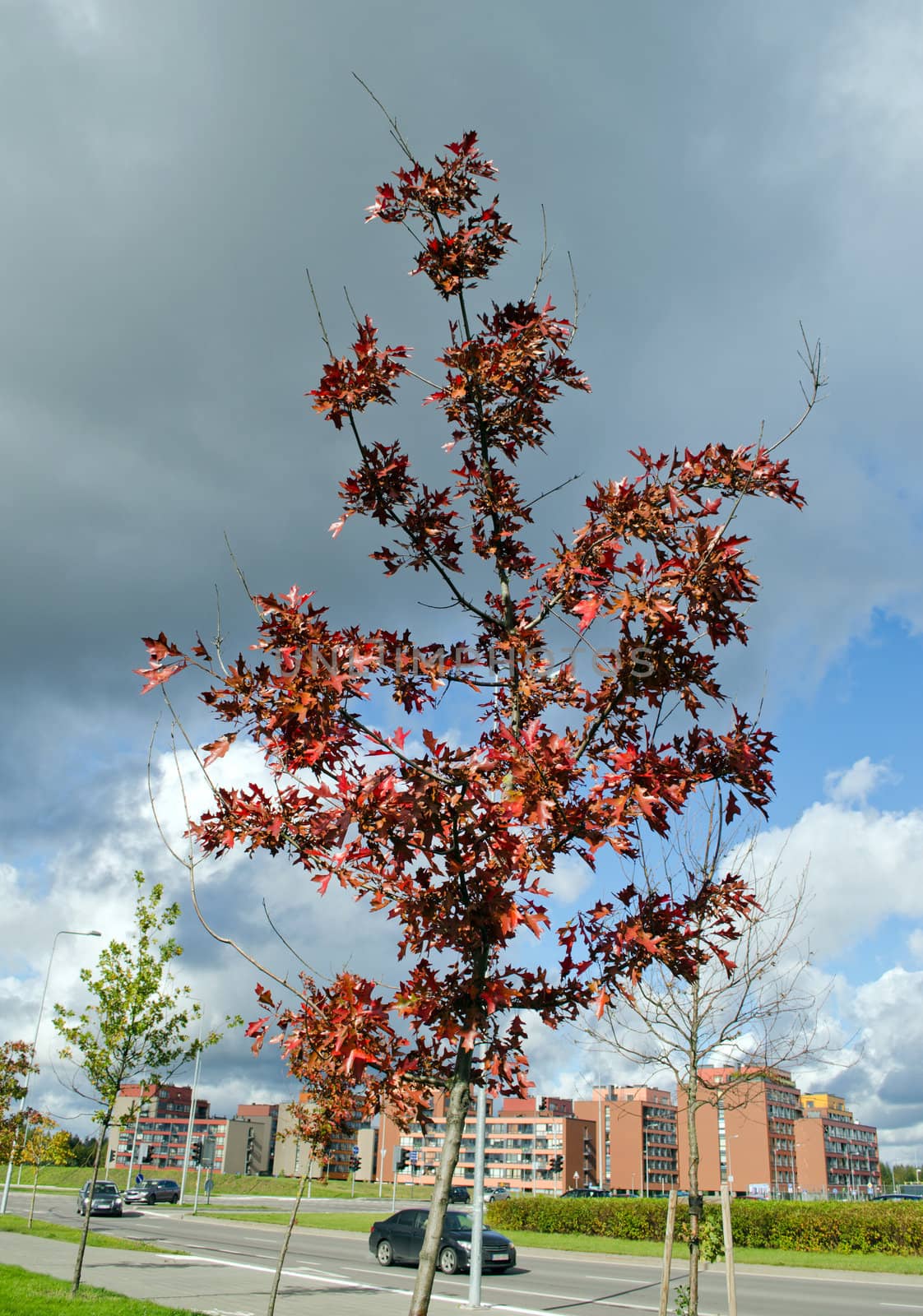 decorative oak tree in autumn cars going on street and modern flat block houses in distance.