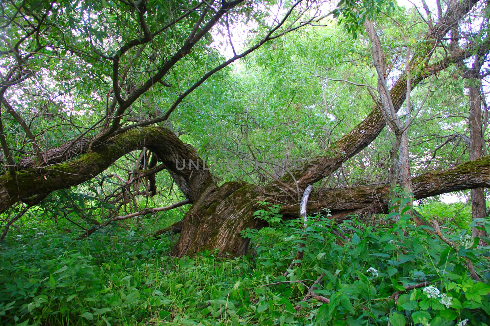 Very old beautiful willow in deep forest