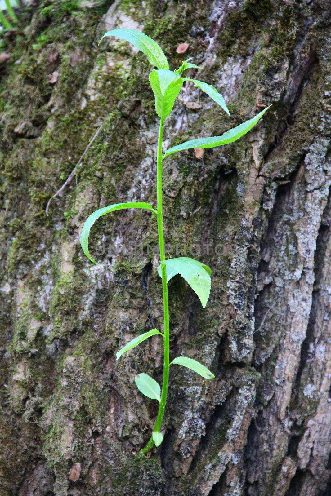 New sprout on old bark of tree new life concept