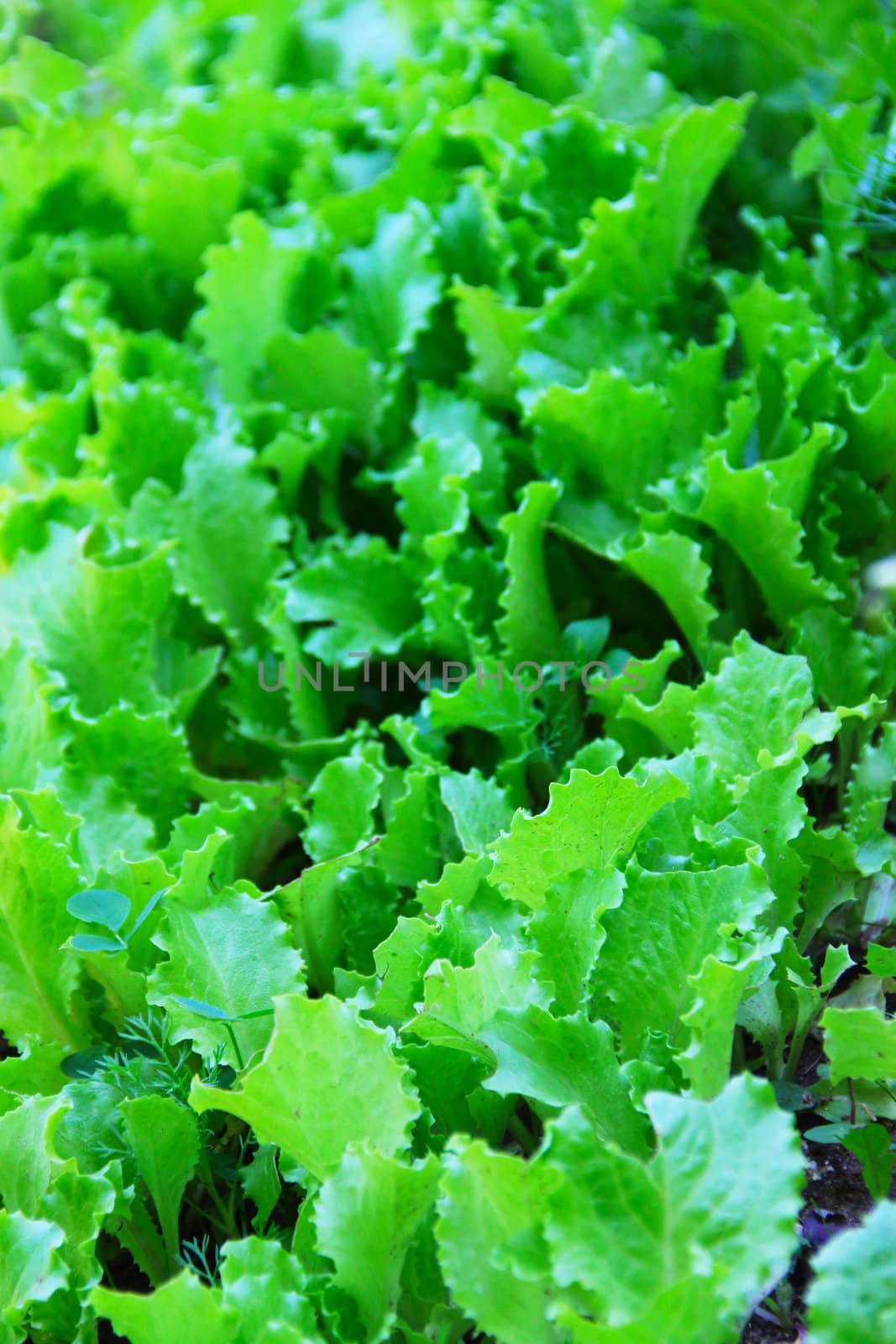 Salad on garden bed natural background
