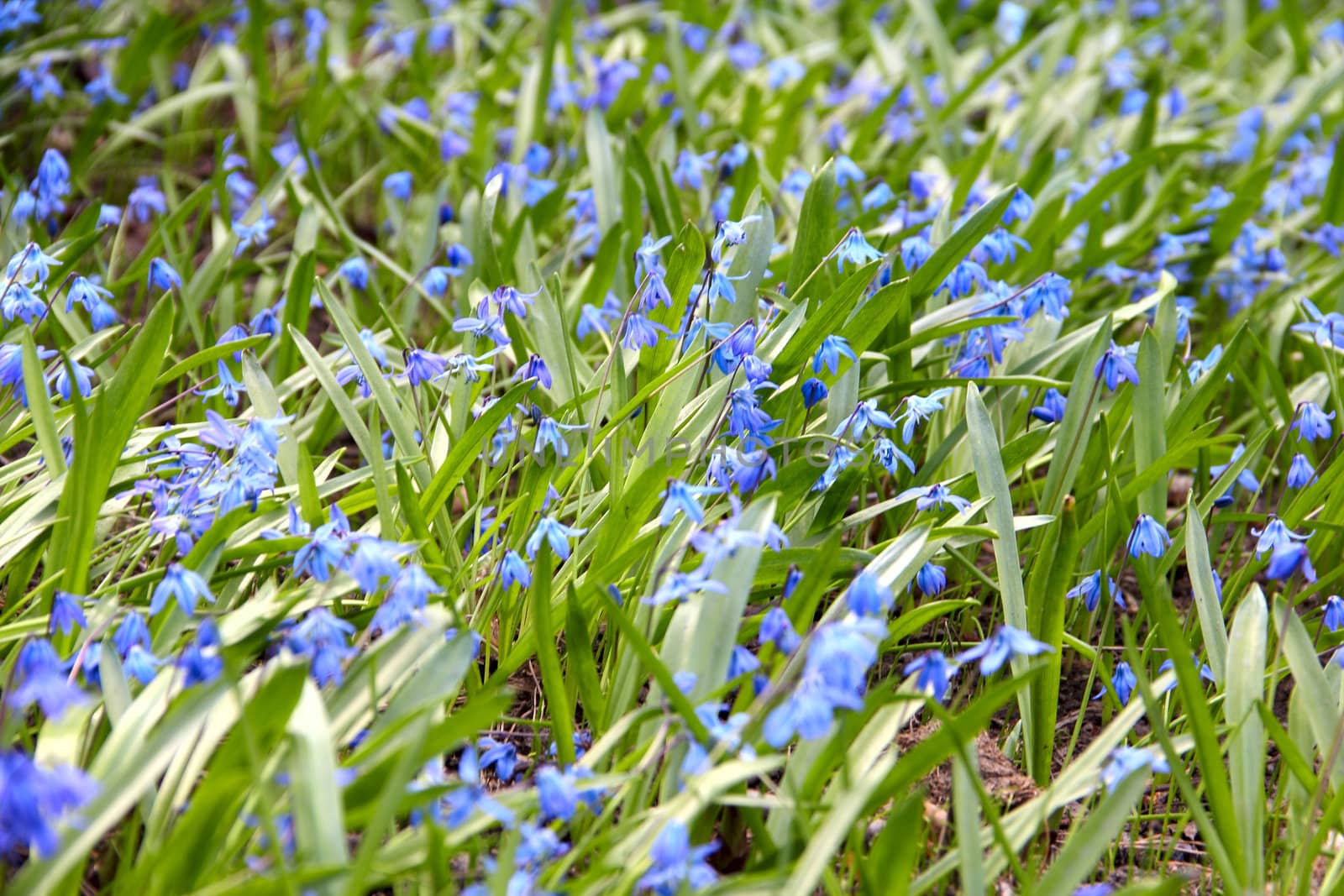 scilla siberica background first spring flower