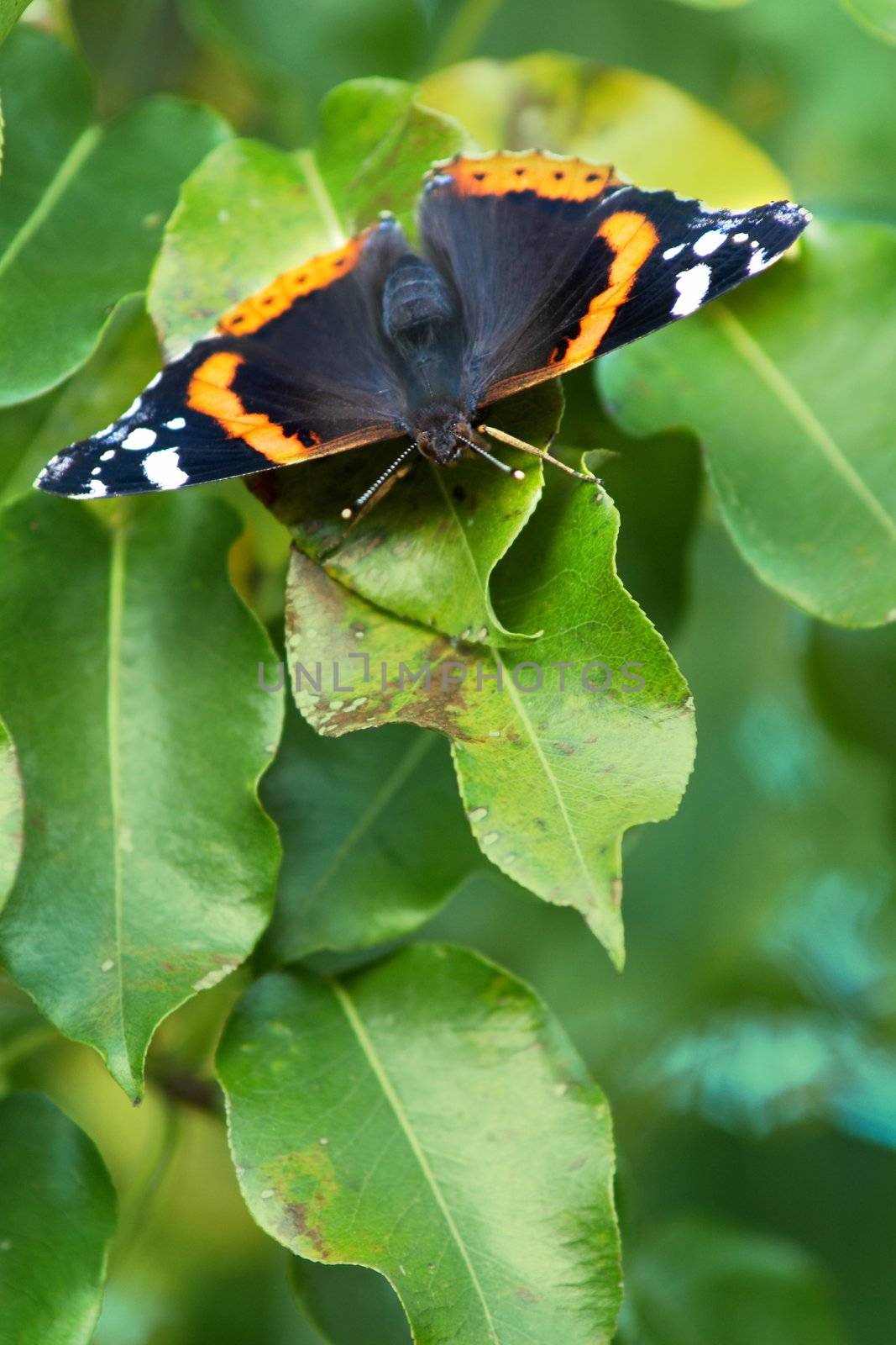 Butterfly sitting amongst green leaves