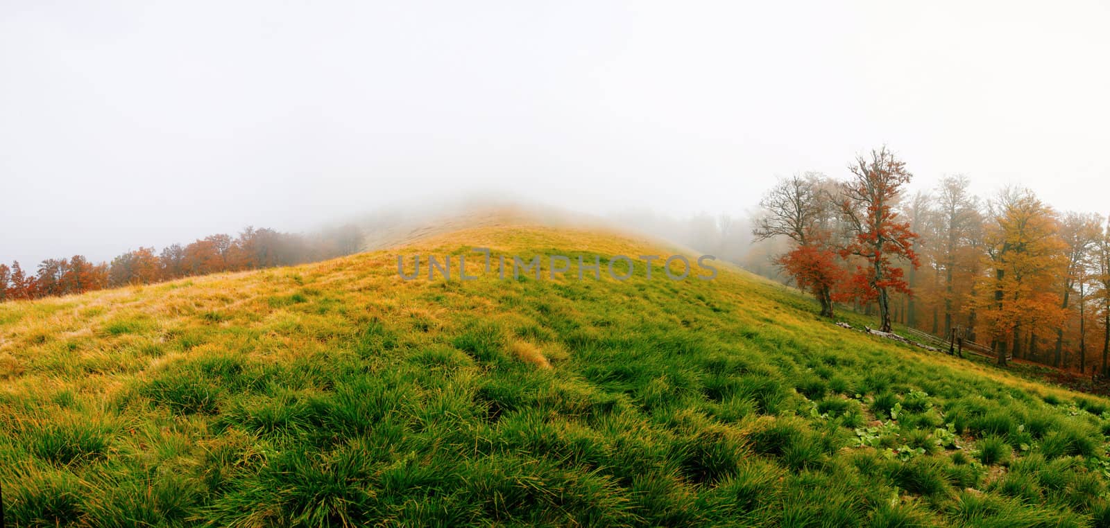 Stock photo: an image of autumn forest