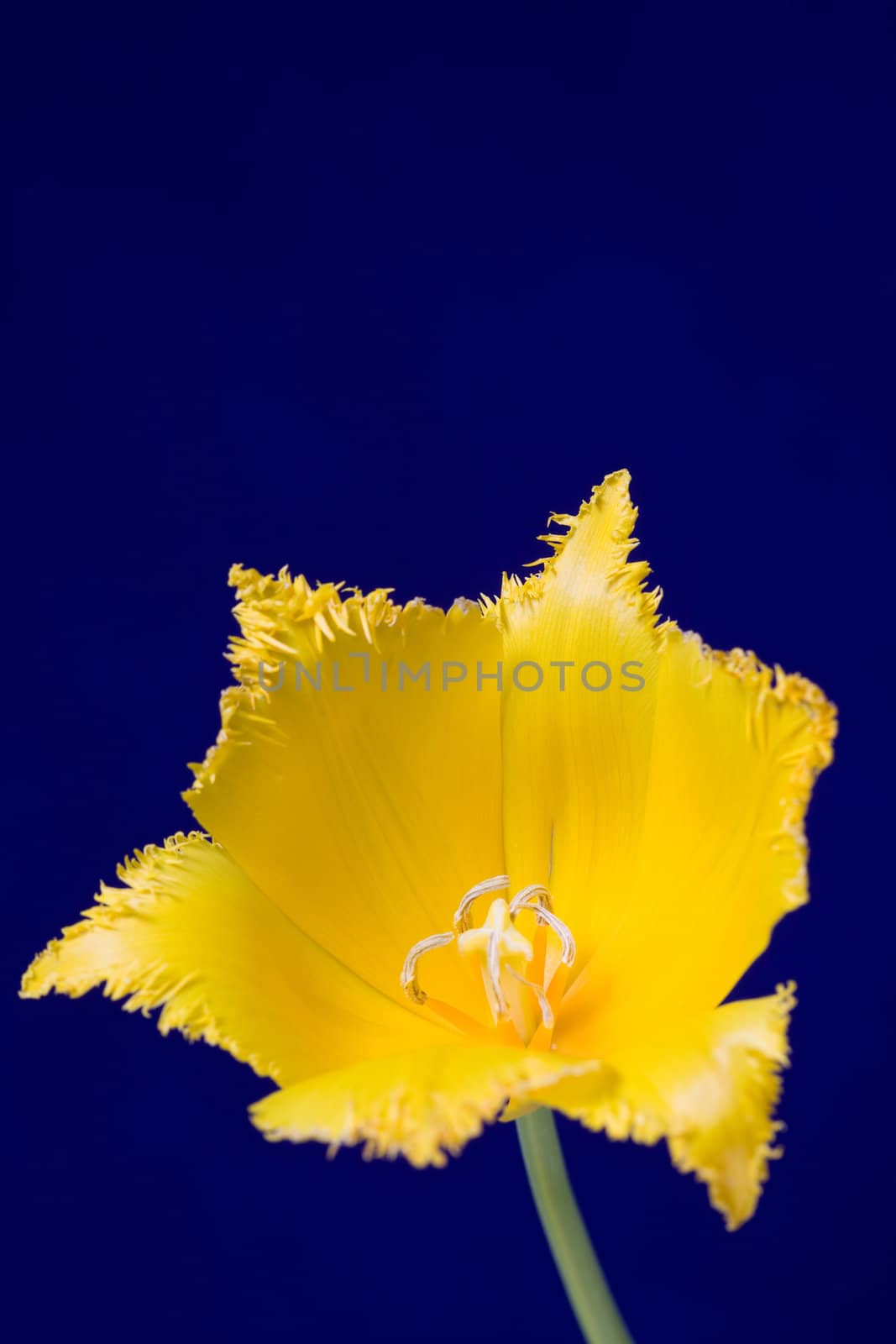 Stock photo: an image of a nice yellow tulip