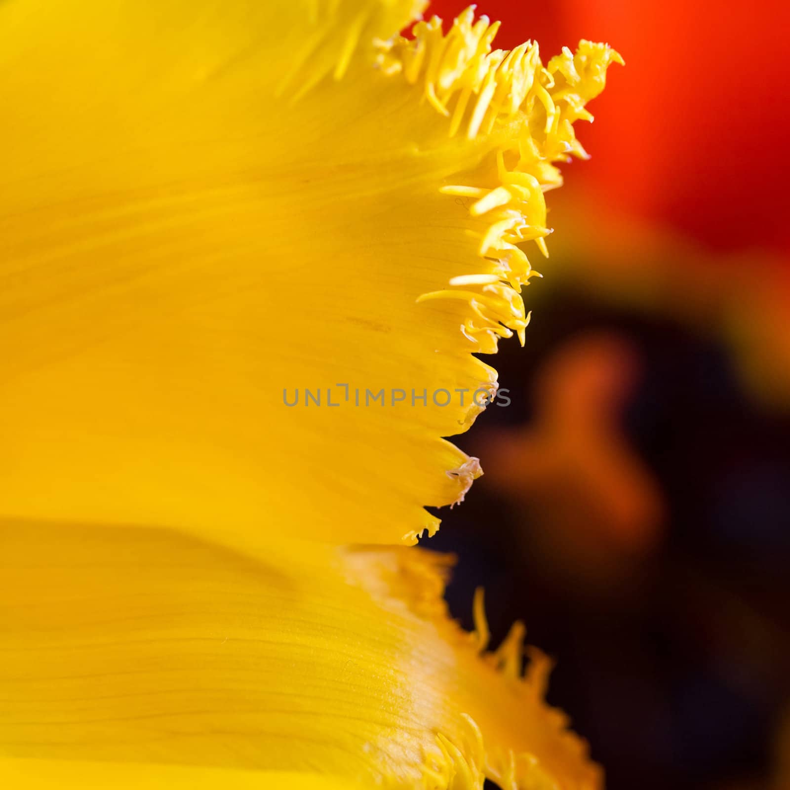 Stock photo: an image of nice red and yellow tulips