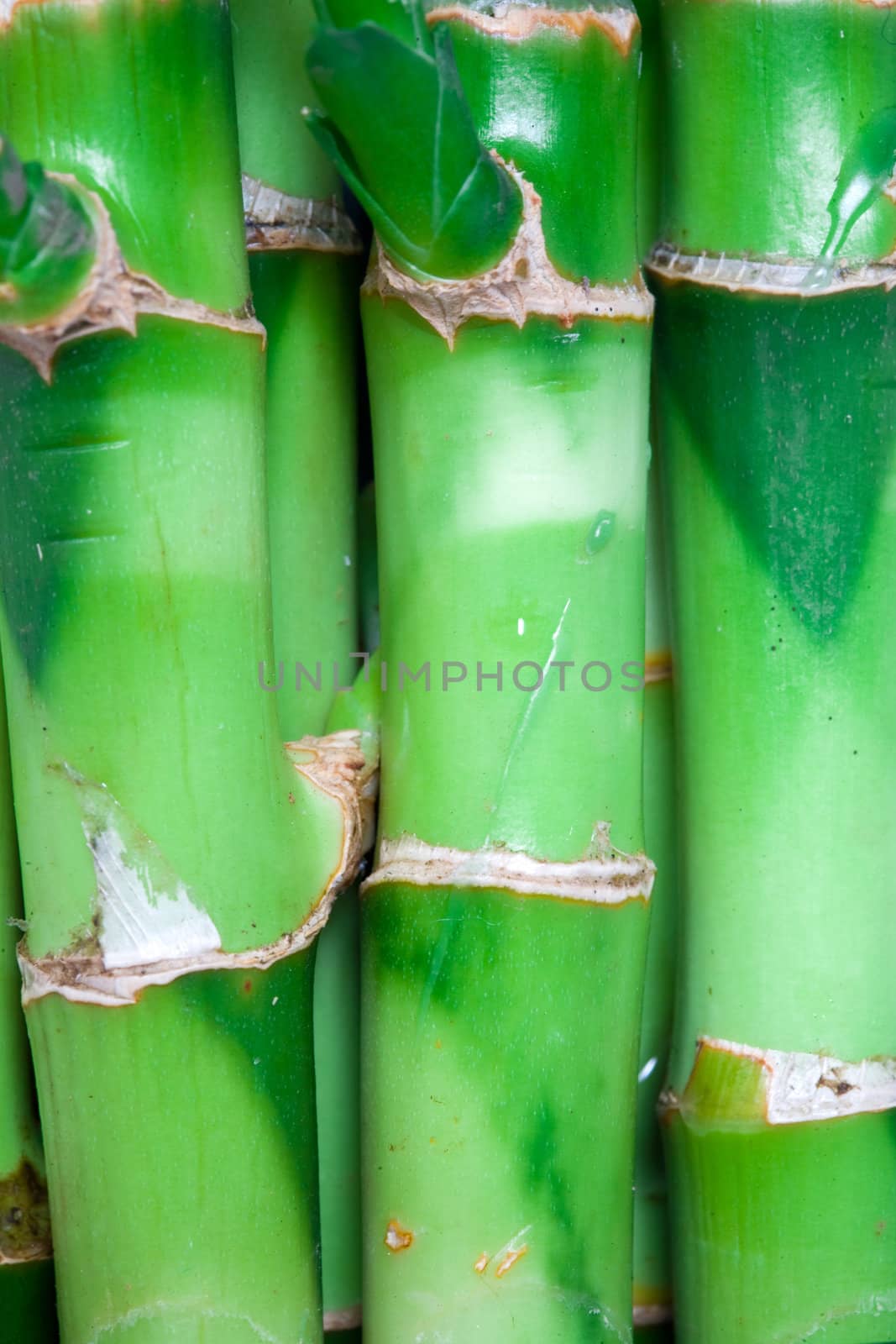 Nature theme: an image of green stems of bamboo