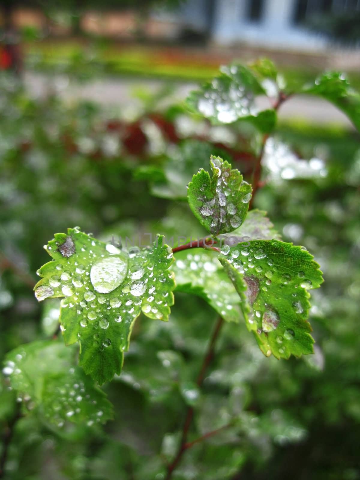 Green plant growth and dew over after rain