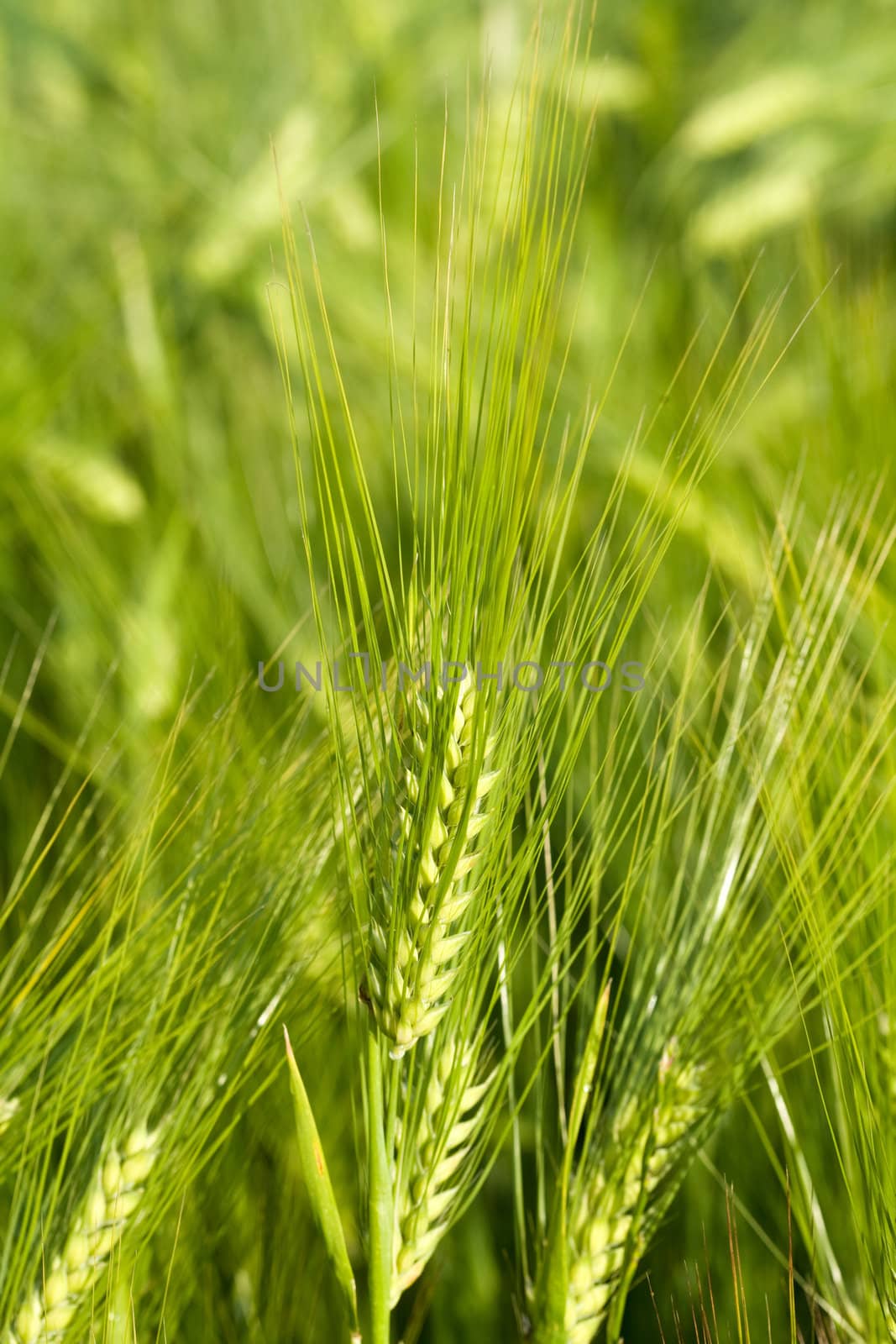 Agriculture theme: an image of green oat