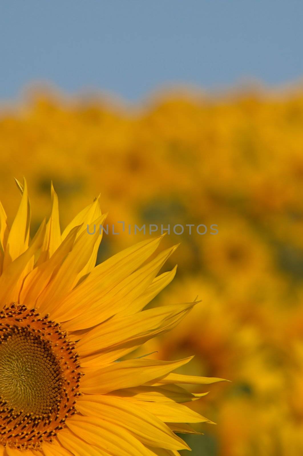 An image of yellow sunflowers and blue sky