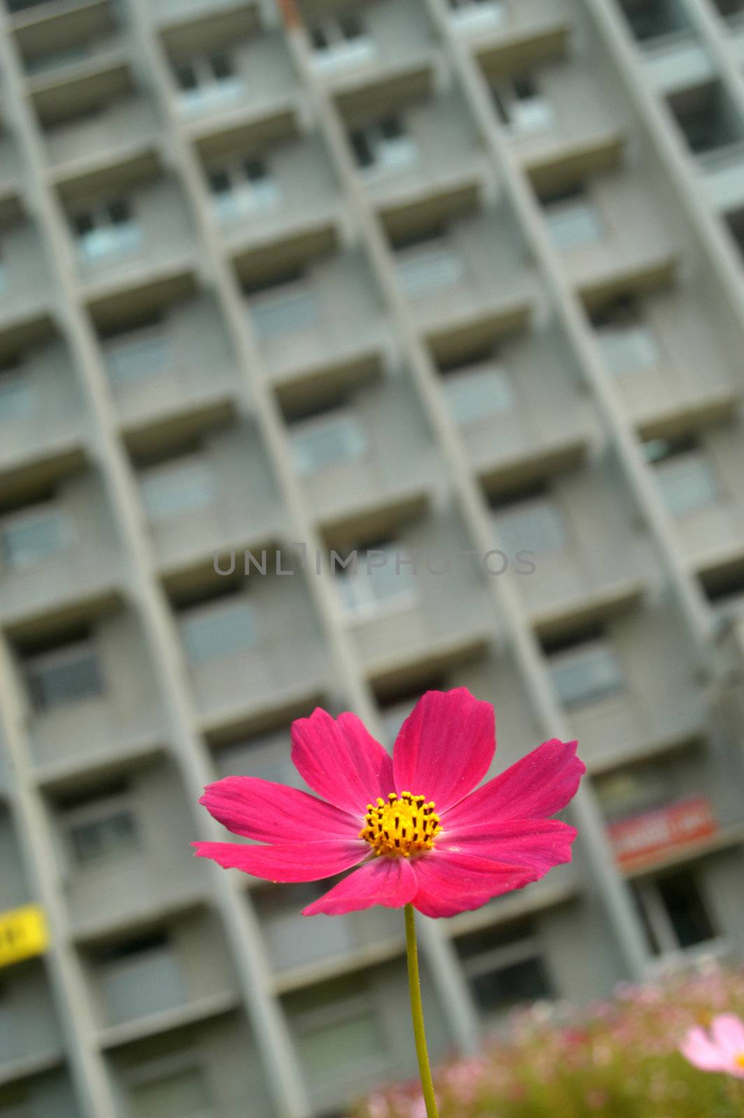  A flower on a background of a concrete building                               