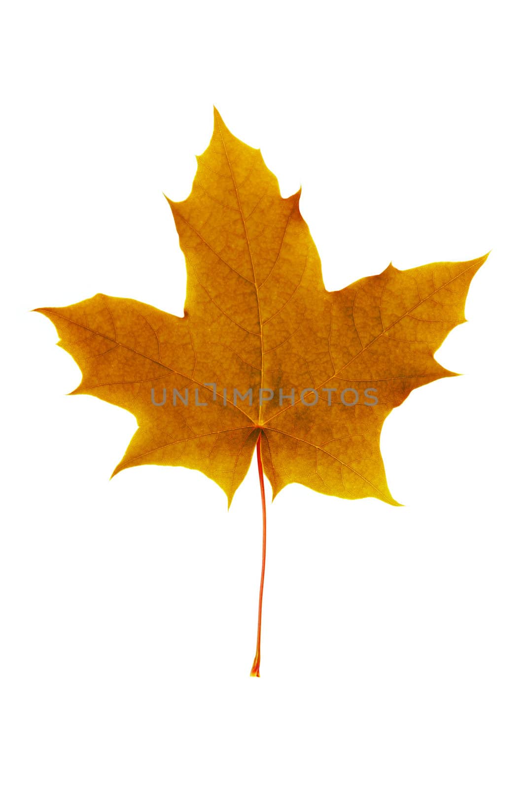 An image of bright orange maple leaf