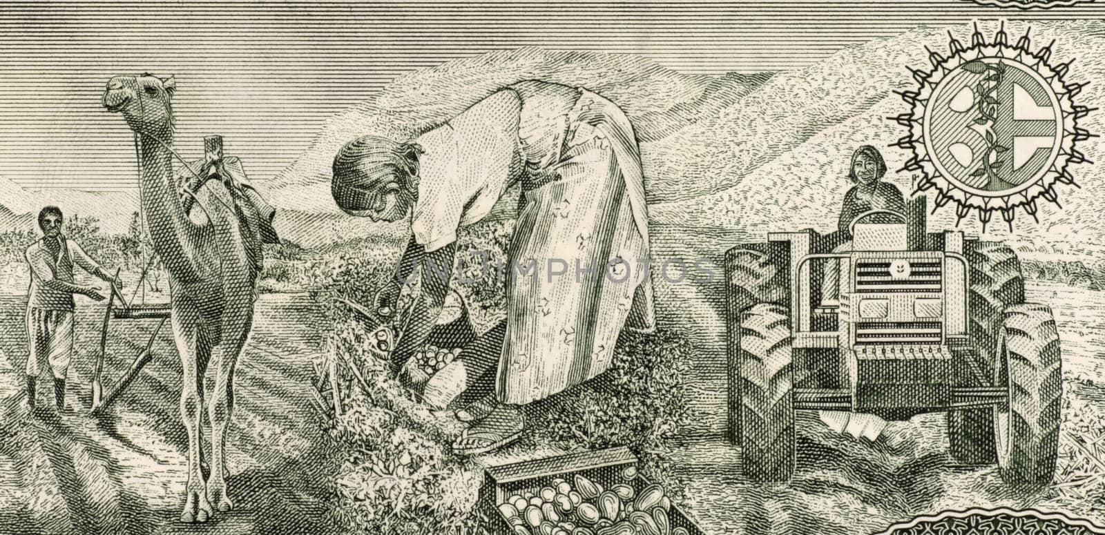 Eritrean Farmers by Georgios