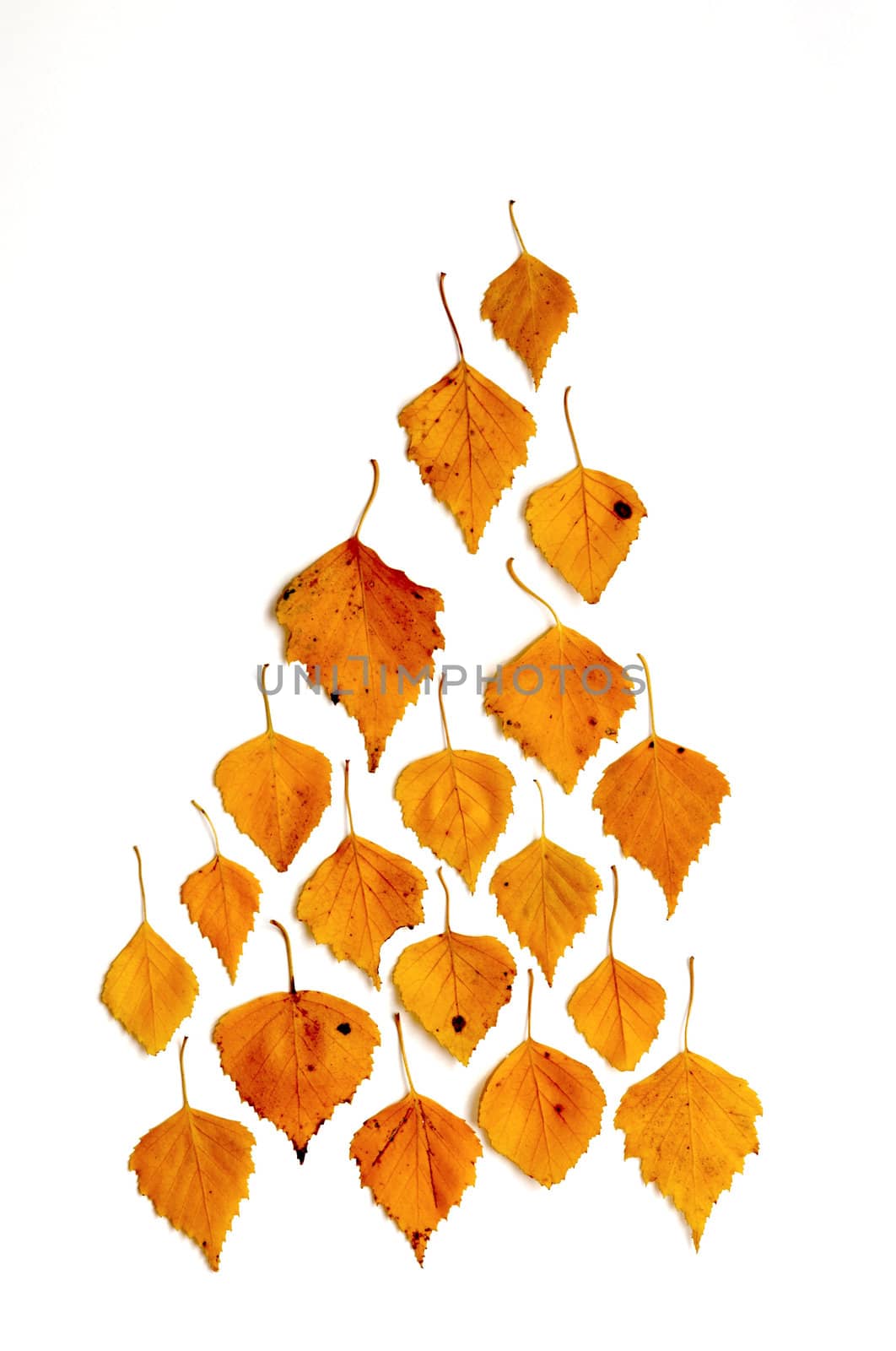 Background of leaves by velkol