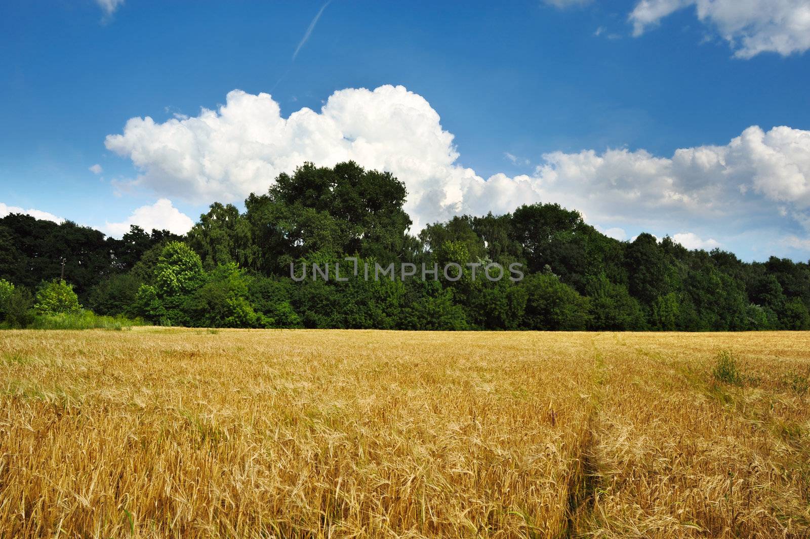 An image of a beautiful summer field of wheat