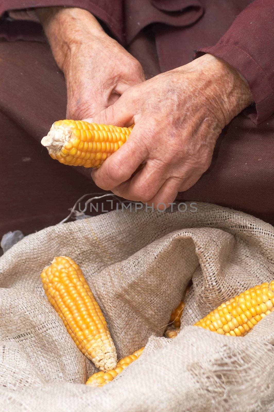 The wrinkled hands of the old woman with corn