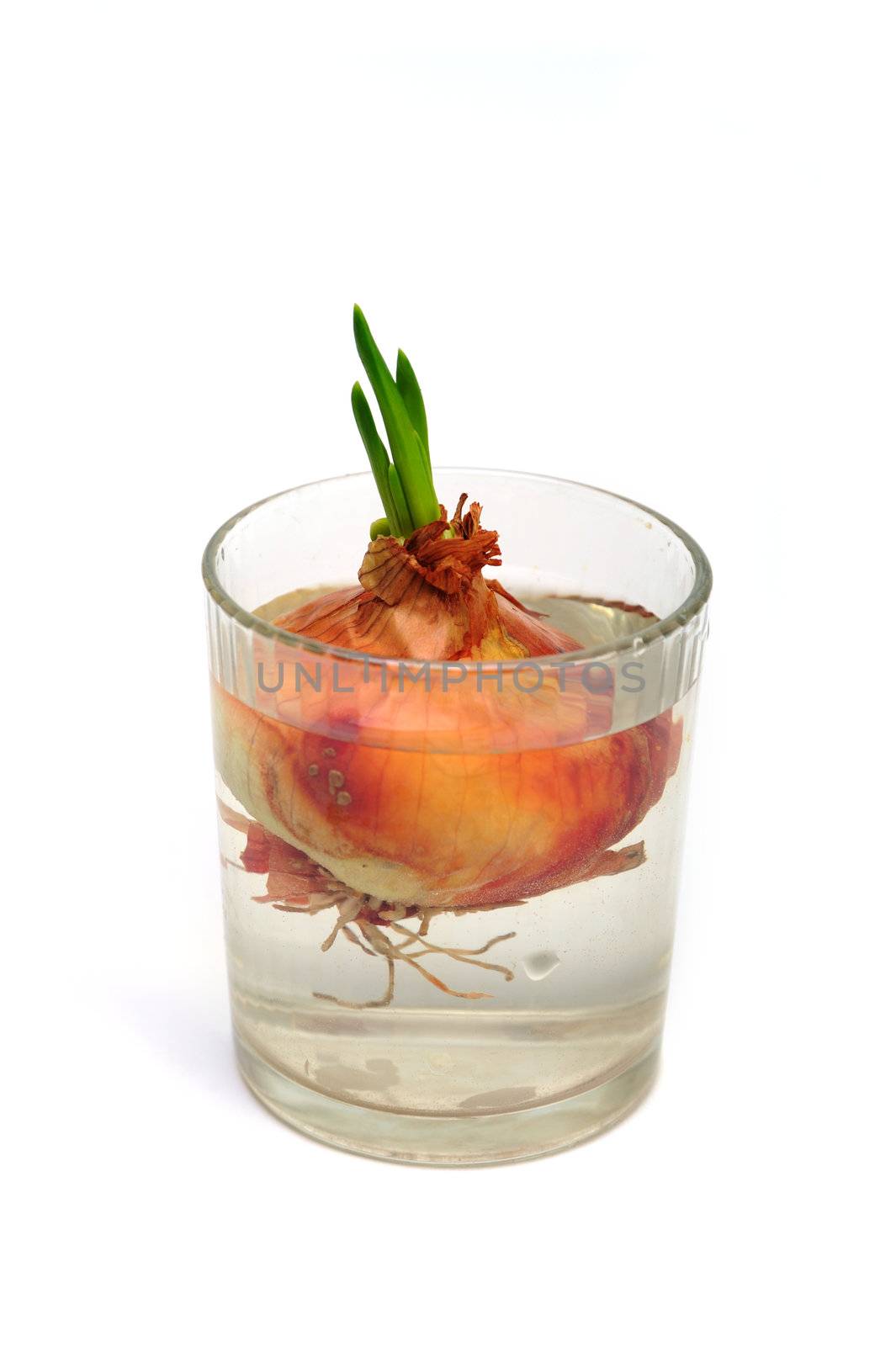 An image of a bulb of onion in a glass with water