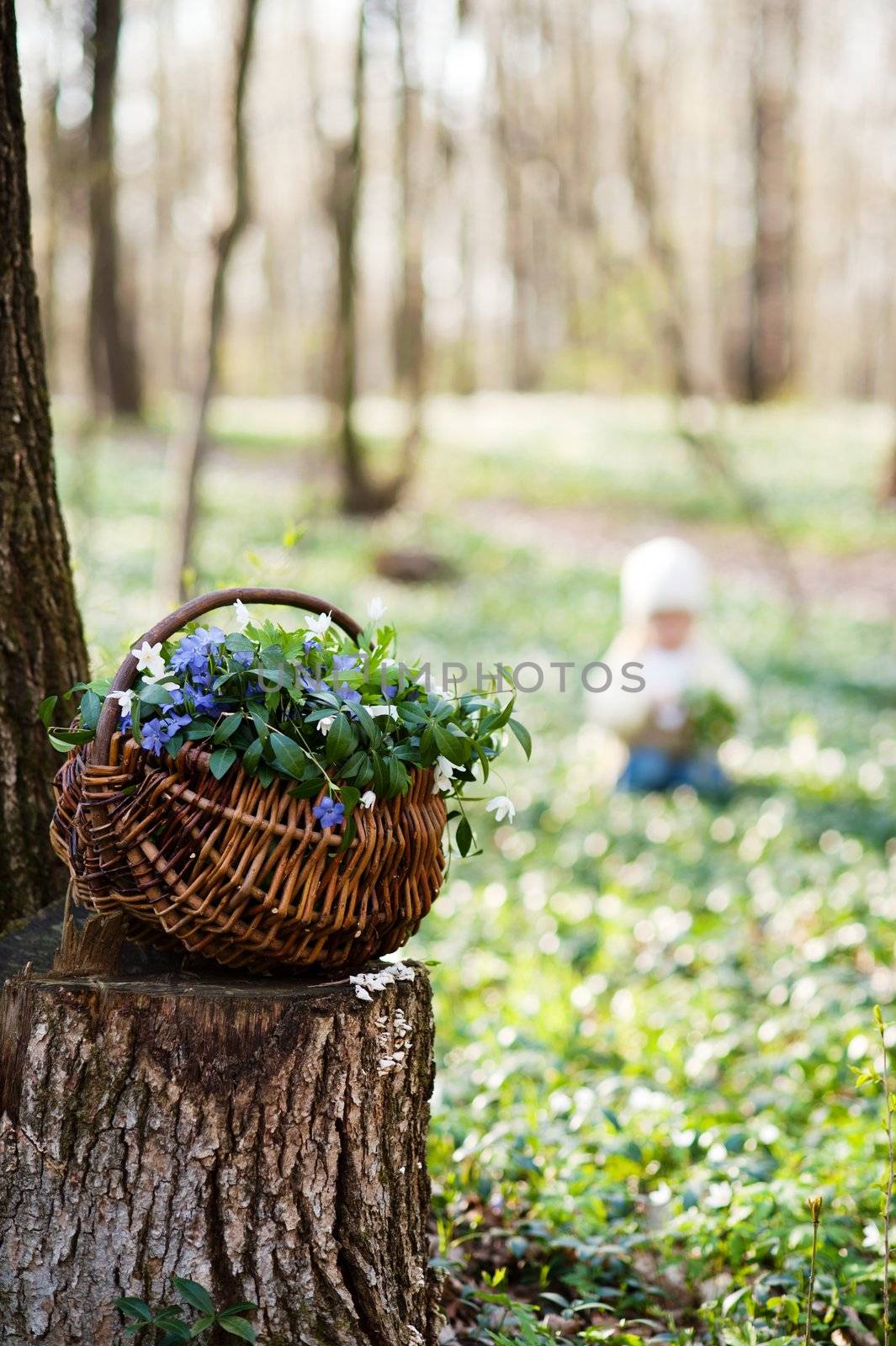 Basket with spring flowers by velkol