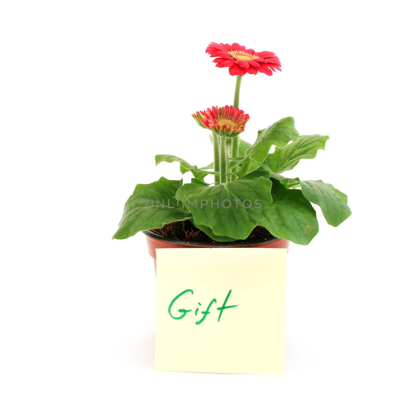 Gerbera in a pot with the inscription (gift)