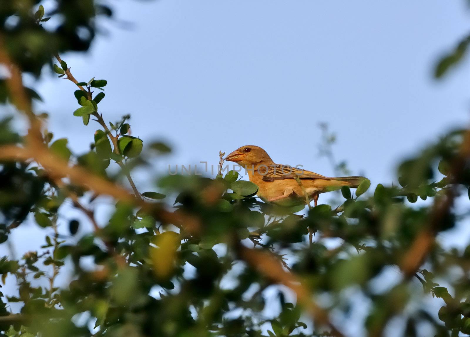 Bird, Baya Weaver Bird, Female, Perched on a tree with green leaves