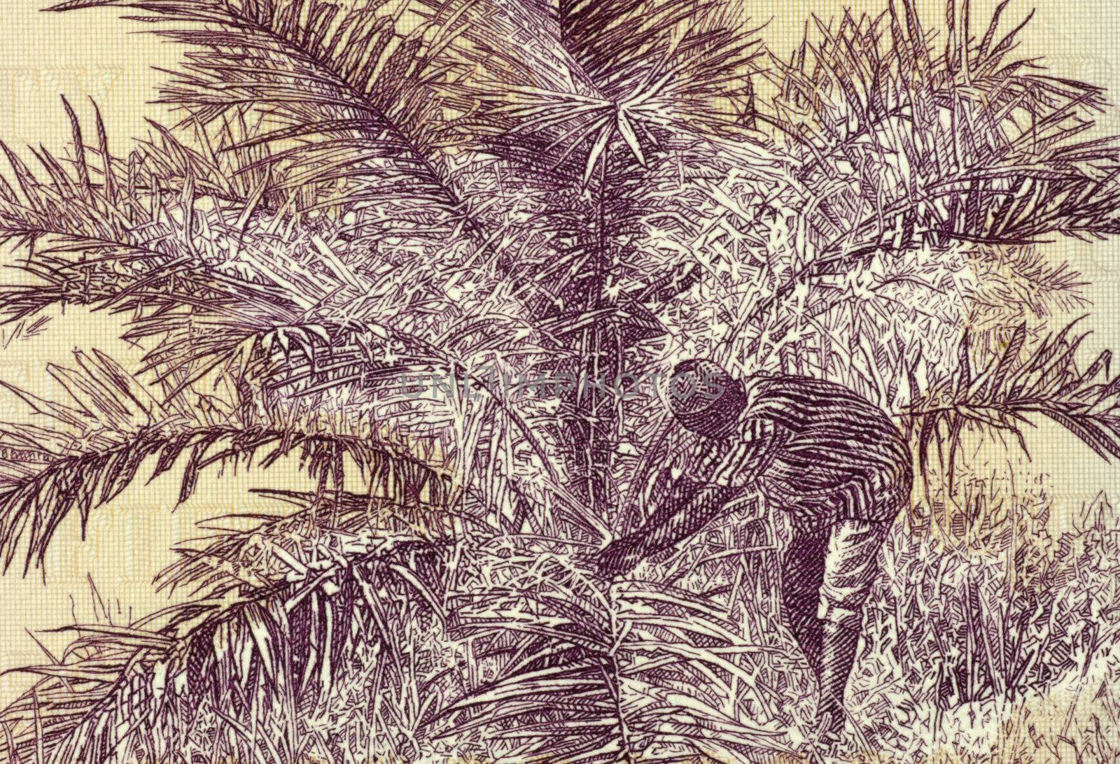 Palm Nut Harvesting on 50 Dollars 2009 Banknote from Liberia.