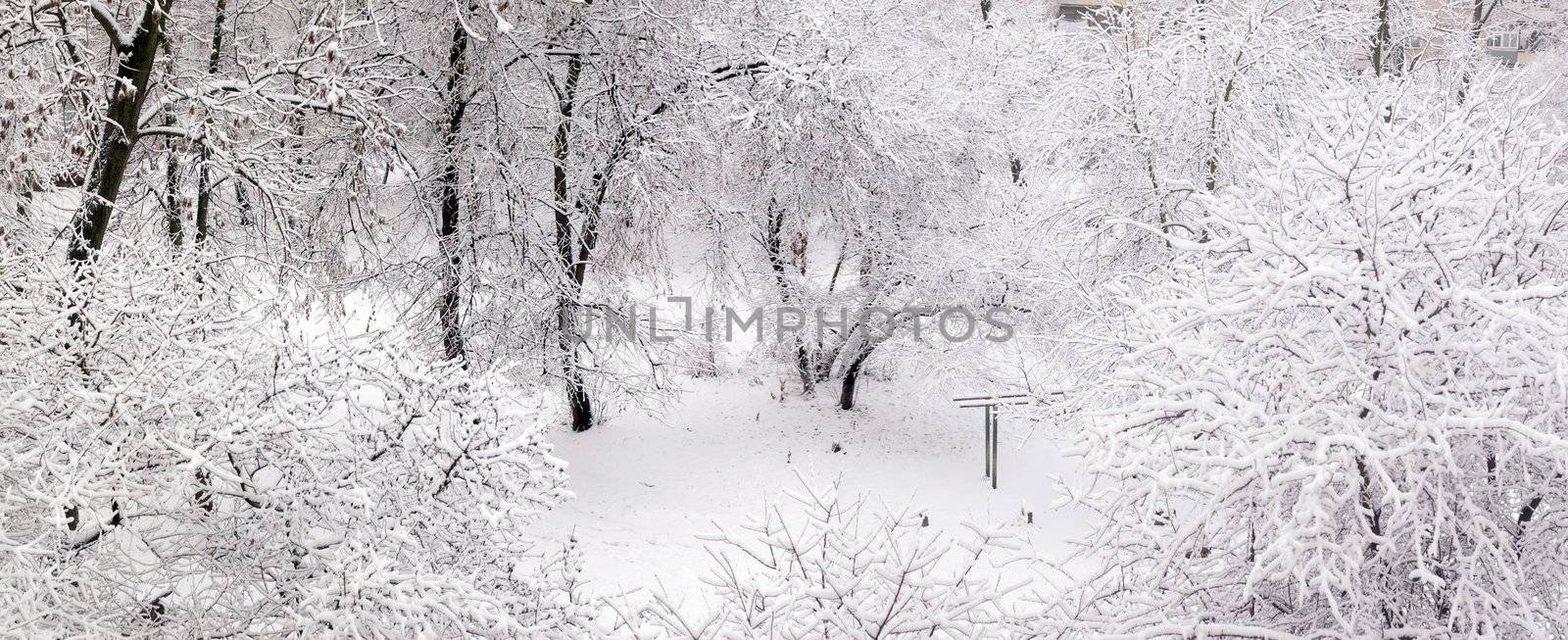 Cover of first snow on a woods