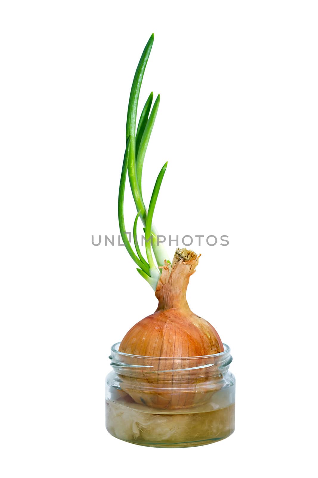 sprouted bulbs in a pot with water, isolated on white background