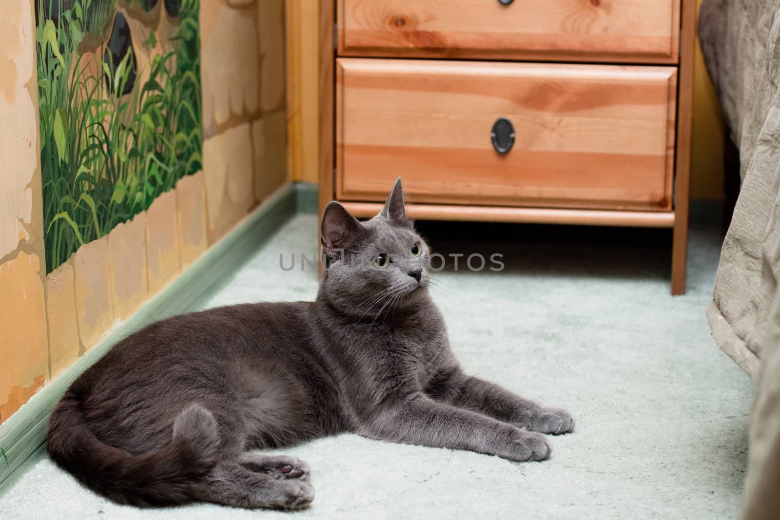 A gray cat lying on the floor near bed
