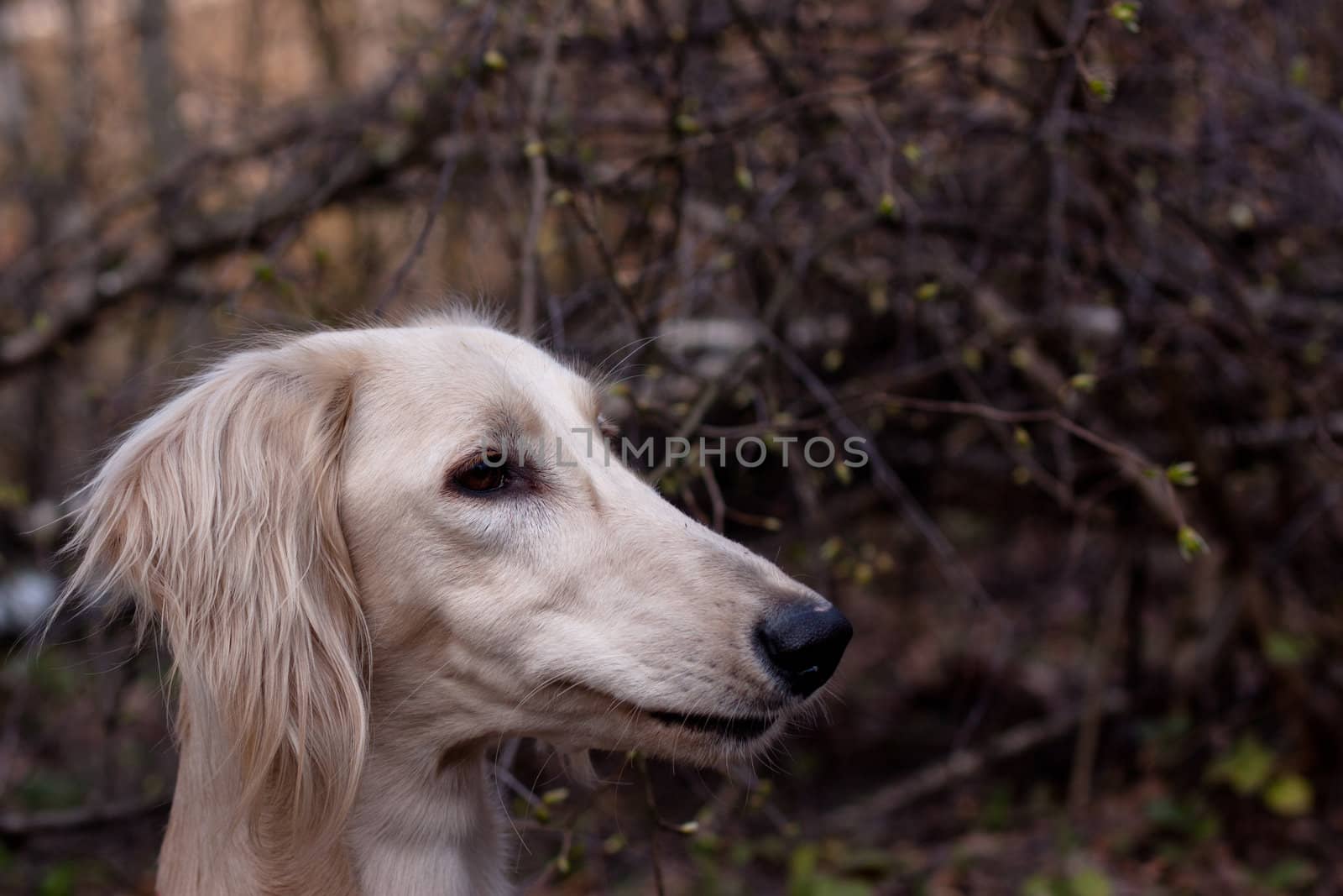 A portrait of young white saluki in a spring forest
