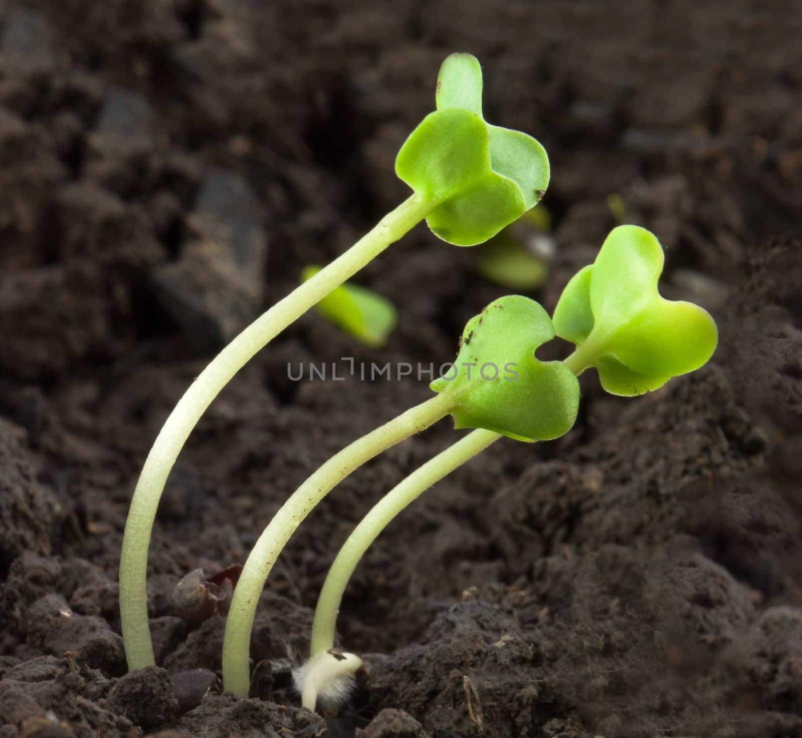 Small rape plants