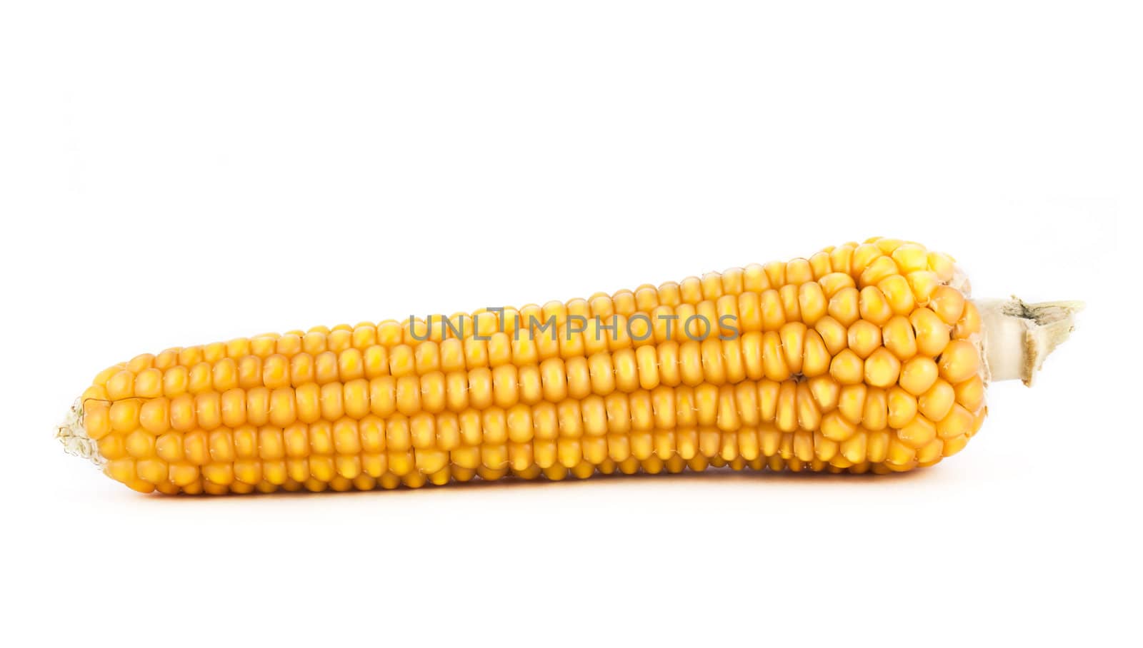 Corn by vtorous