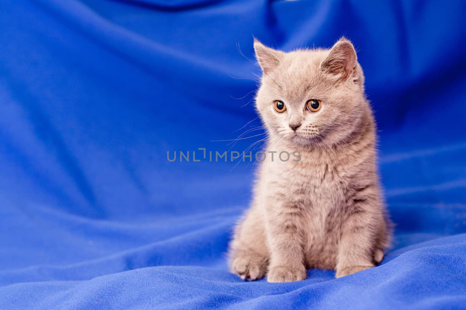 A British kitten sitting on textile background
