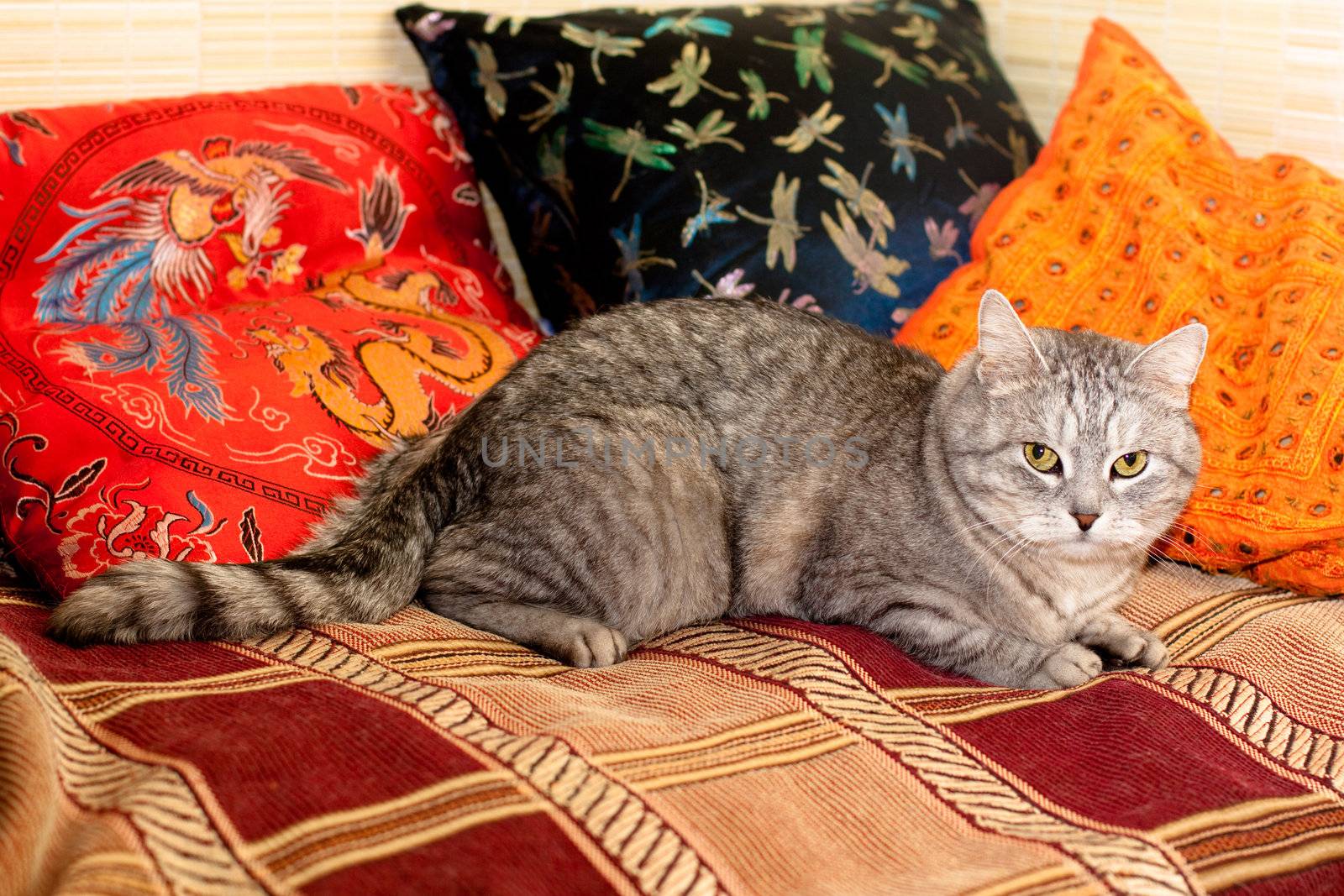 A grey tabby cat lying on a carpet
