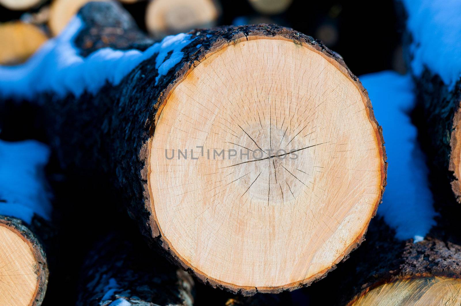 Wooden circle with a split cut of the log