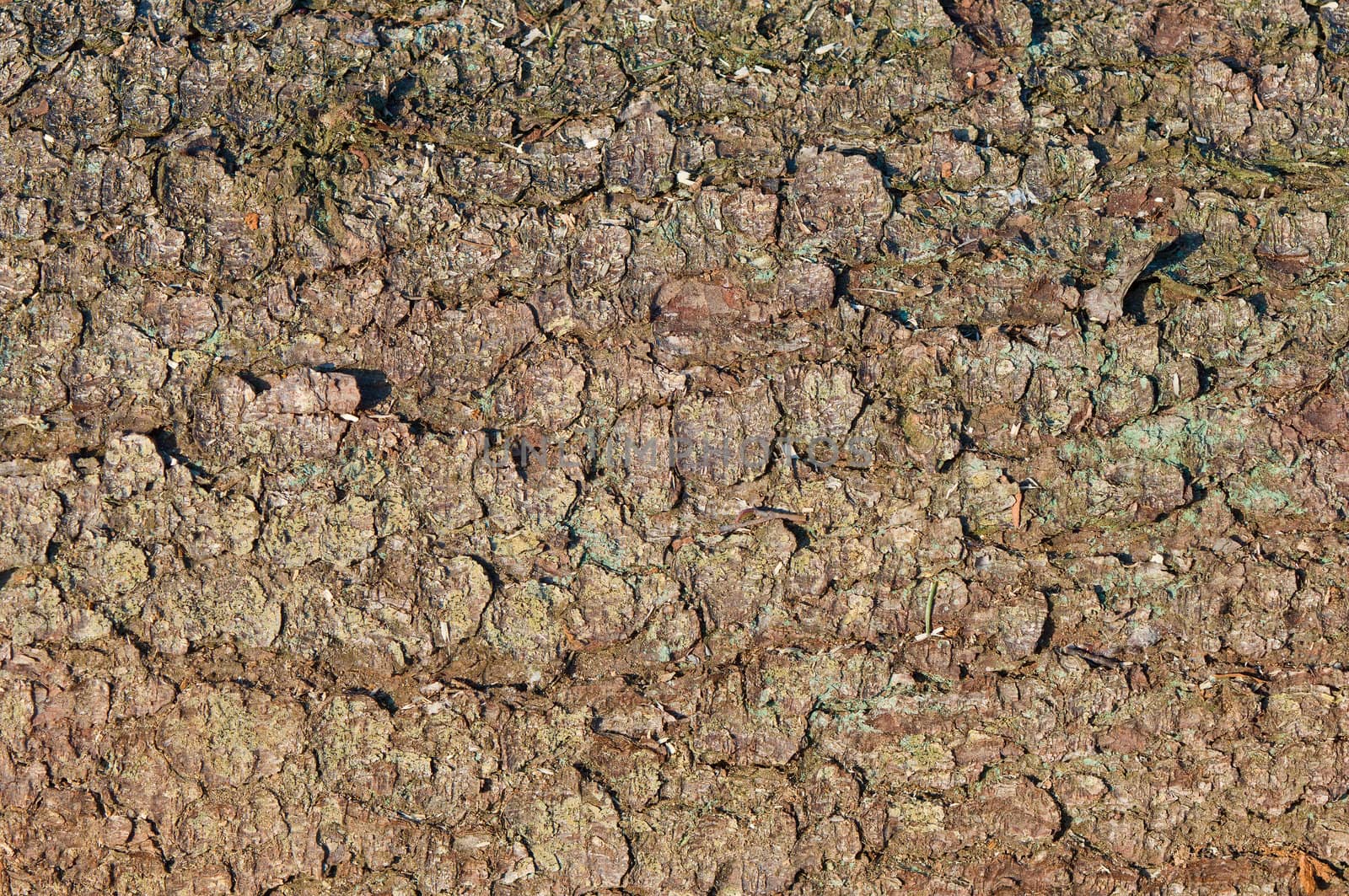 Tree bark textures, pine.