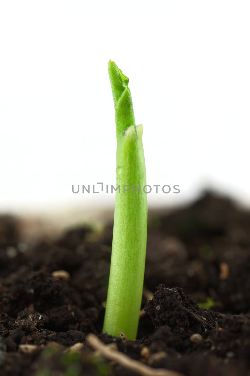 Small plant of corn isolated on white