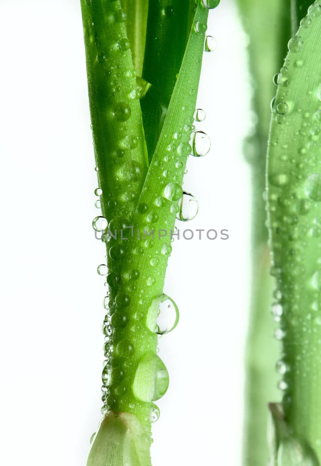 Small plant of corn isolated on white