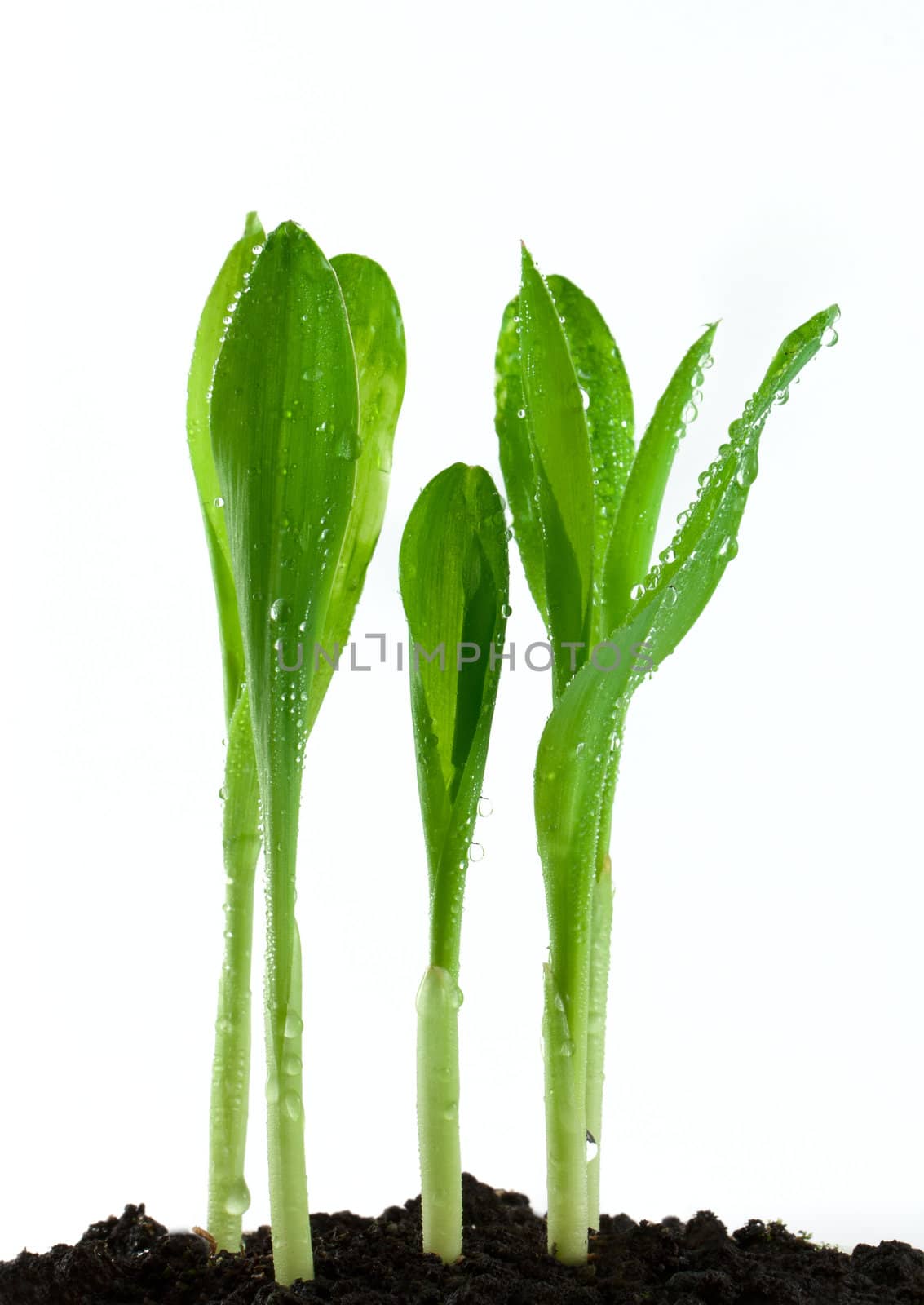 Small plant of corn isolated on white