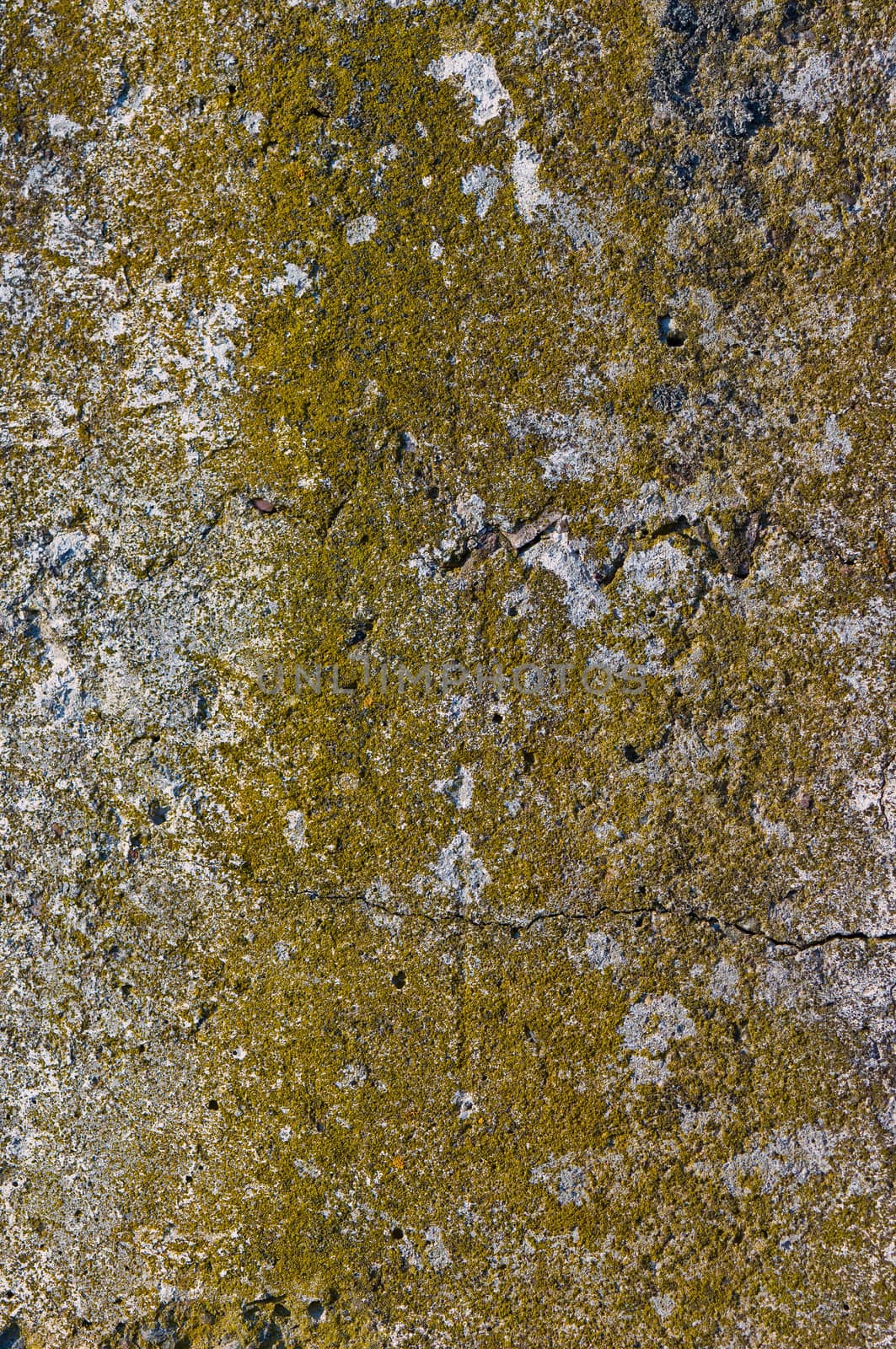Concrete wall covered with moss by Draw05