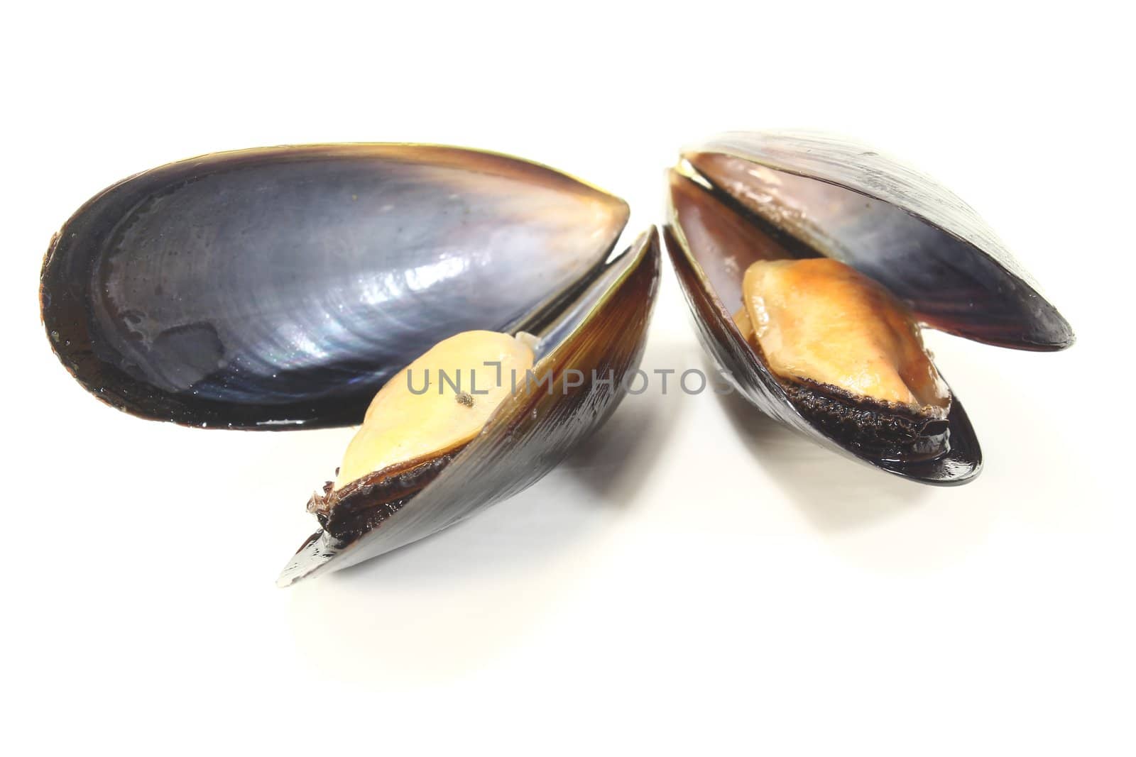two steamed Mussels on a white background
