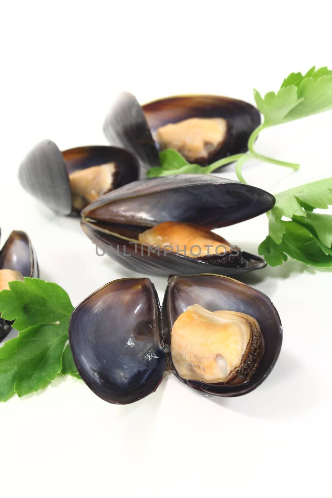 Mussels with flat leaf parsley on a white background