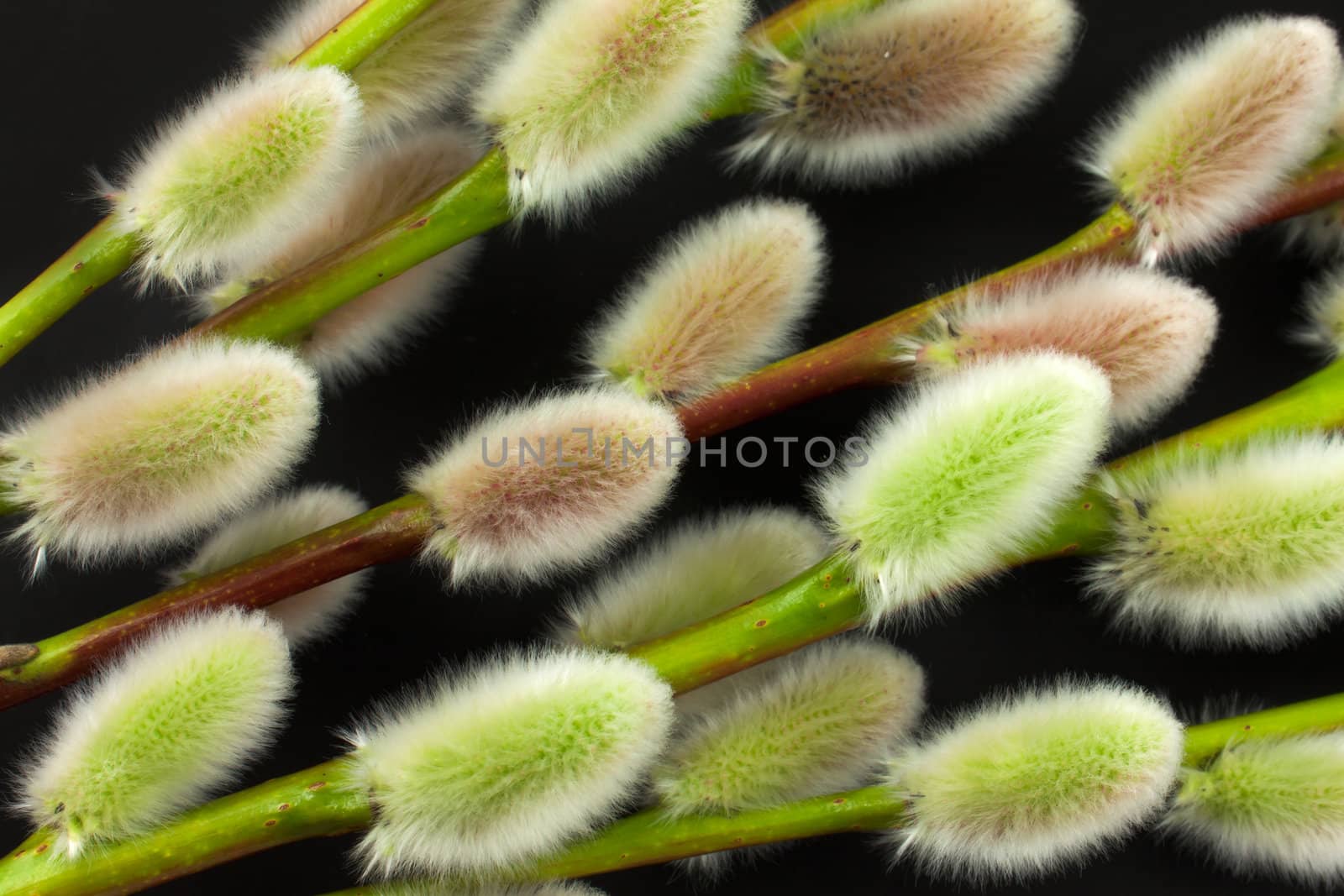 Pussywillow isolated on black