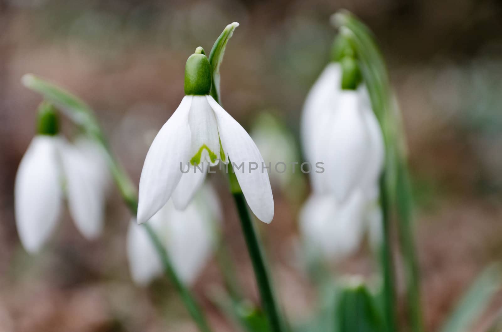 Beautiful spring snowdrop flowers