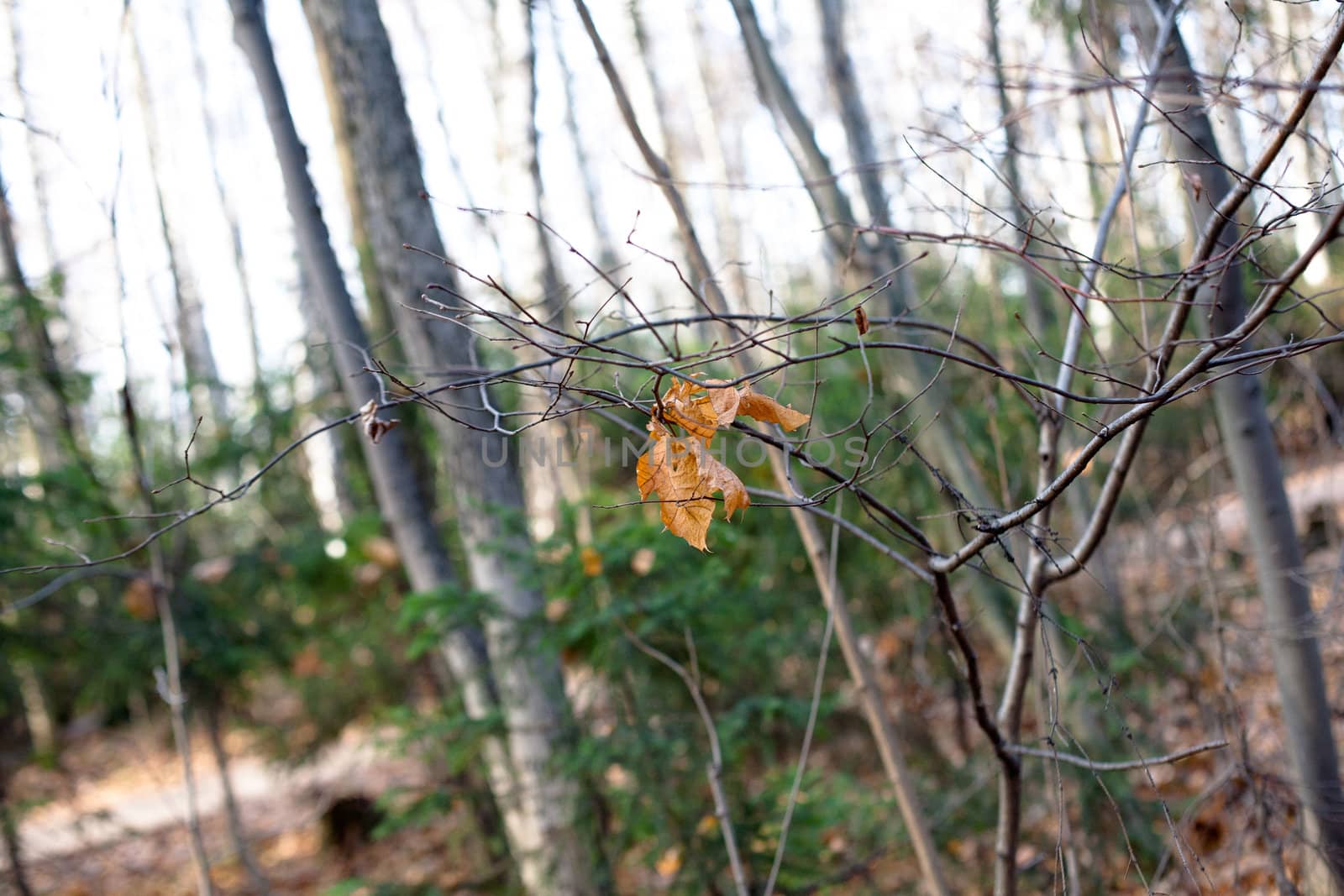 Two brown autumn leaves on bare tree in a forest 
