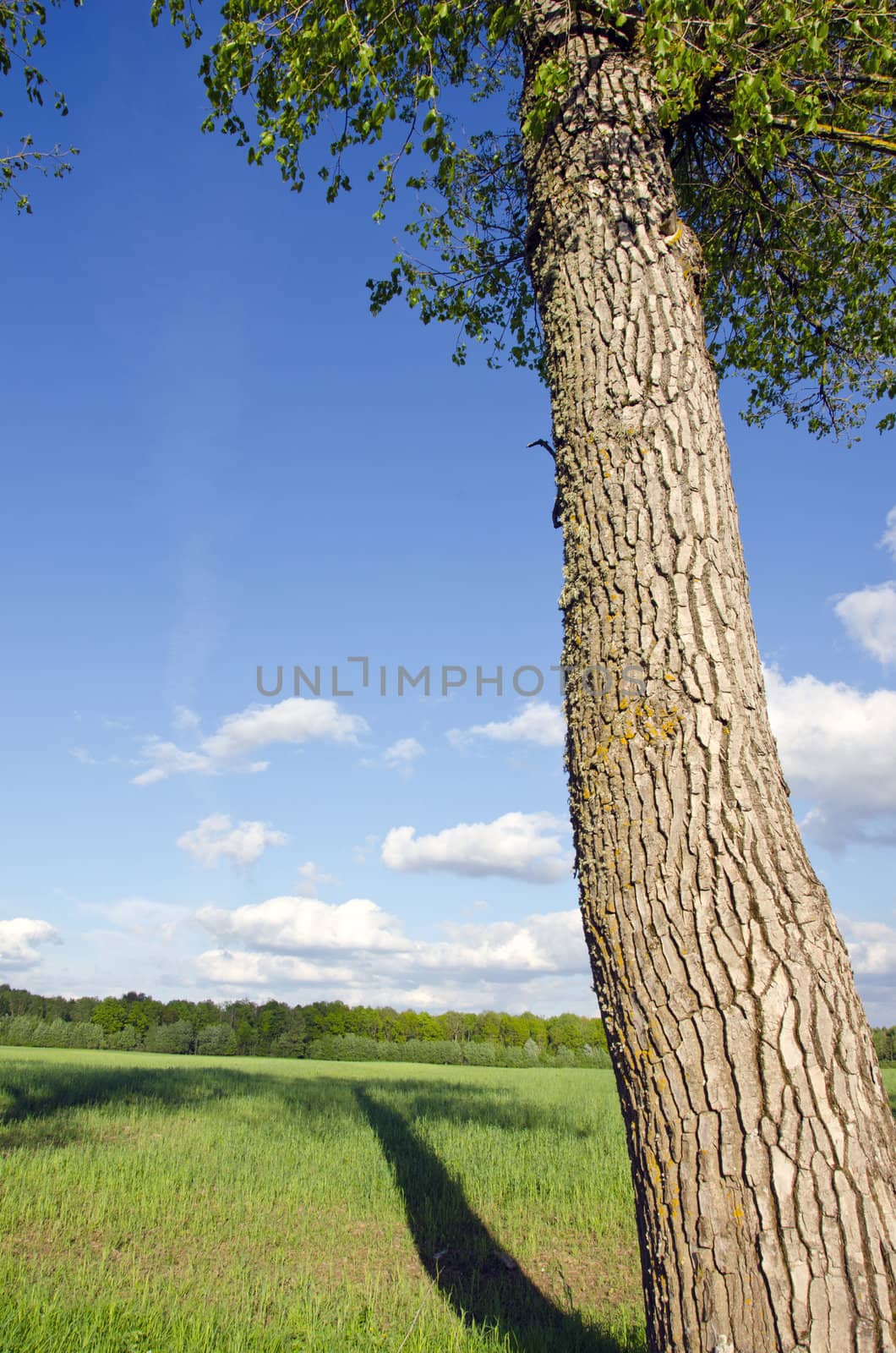 Old ash tree trunk shadow fall on grassland field by sauletas