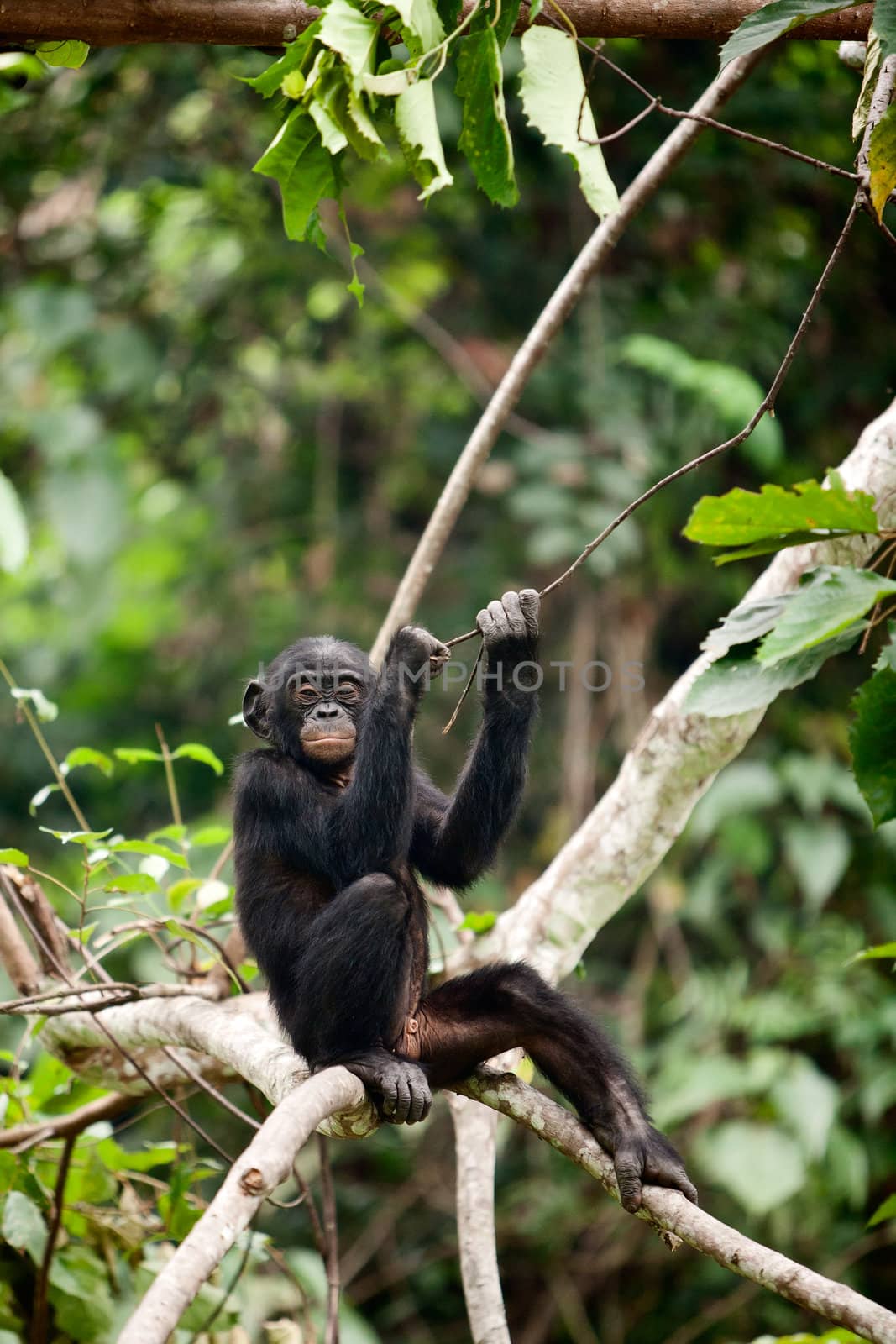  The cub Bonobo sits on a tree branch. Congo. Africa