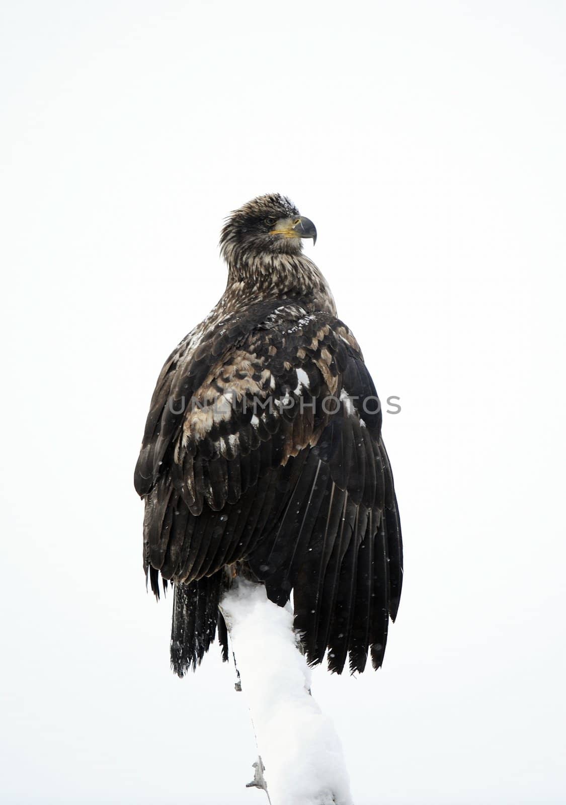 A bald eagle (Haliaeetus leucocephalus) by SURZ