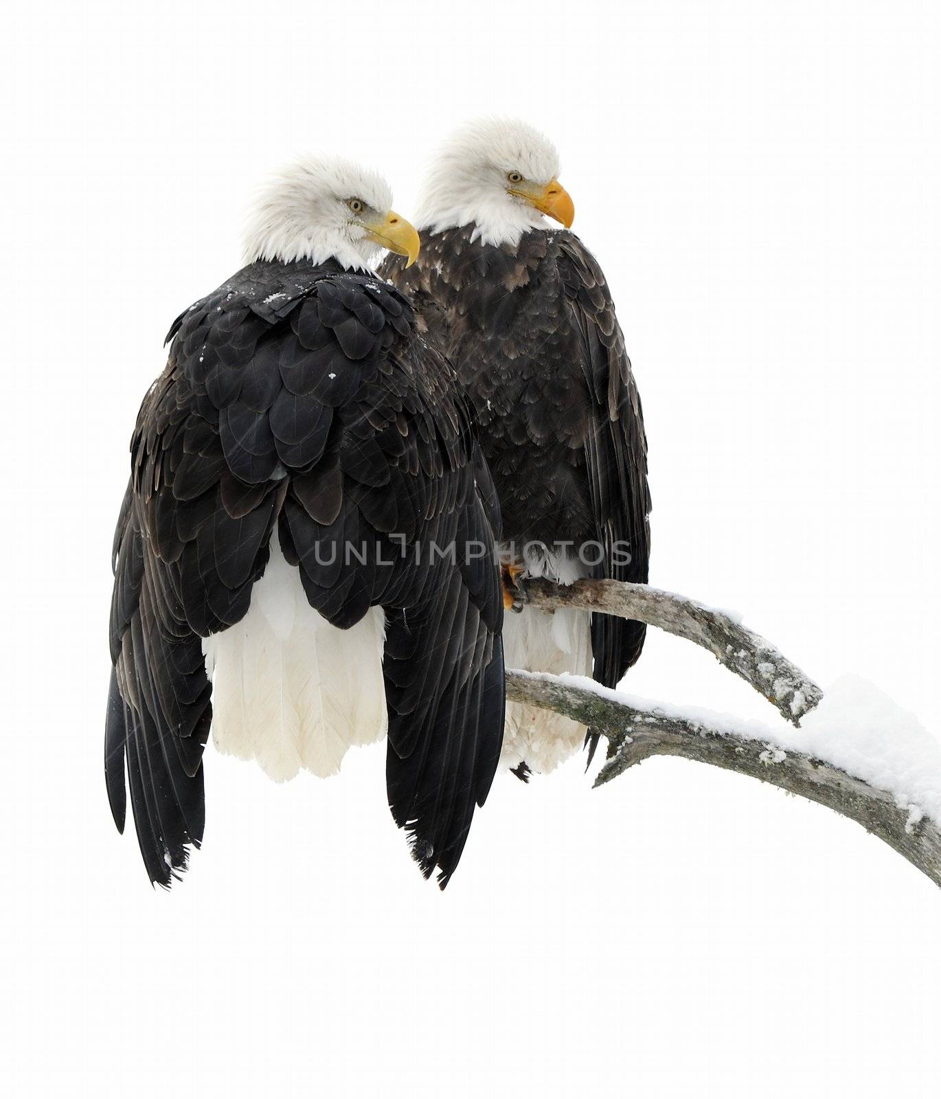 Two eagles ( Haliaeetus leucocephalus ) sit on the dried up tree