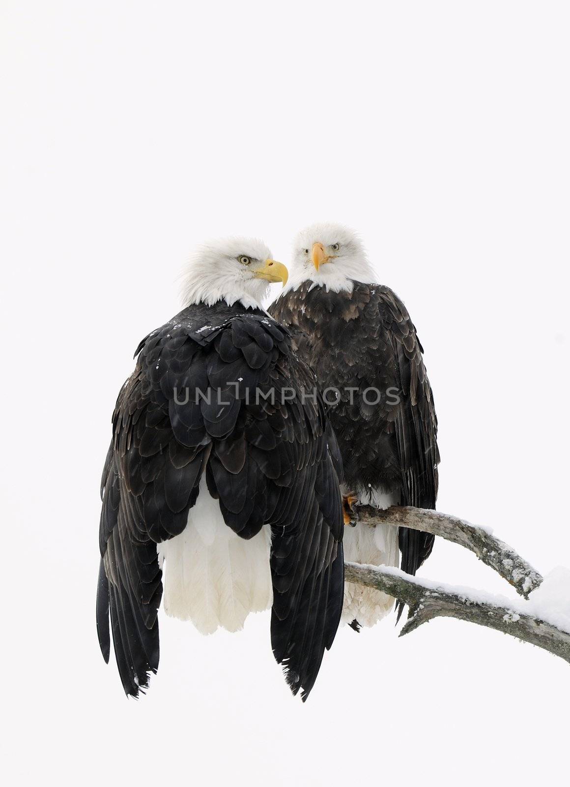 Two eagles ( Haliaeetus leucocephalus )  sit on the dried up tree