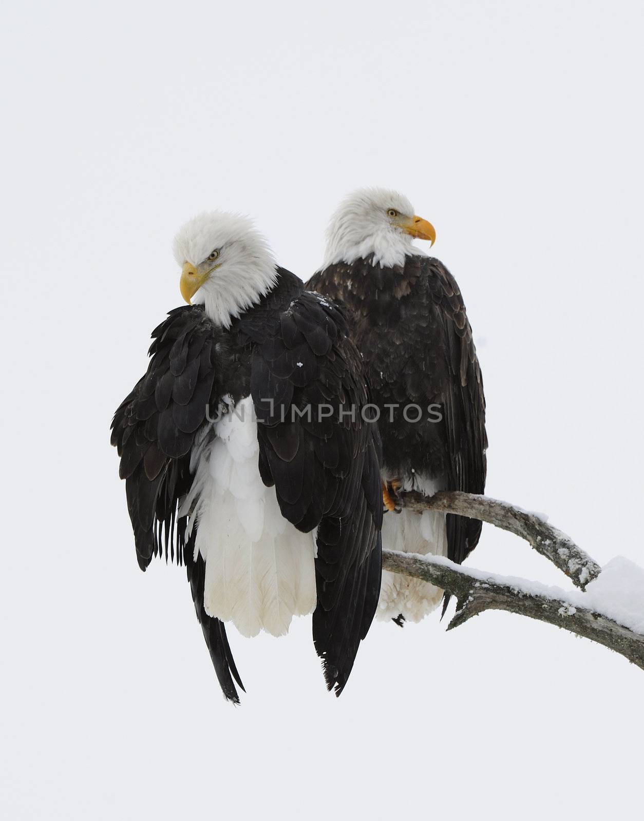 Two eagles ( Haliaeetus leucocephalus )  sit on the dried up tree