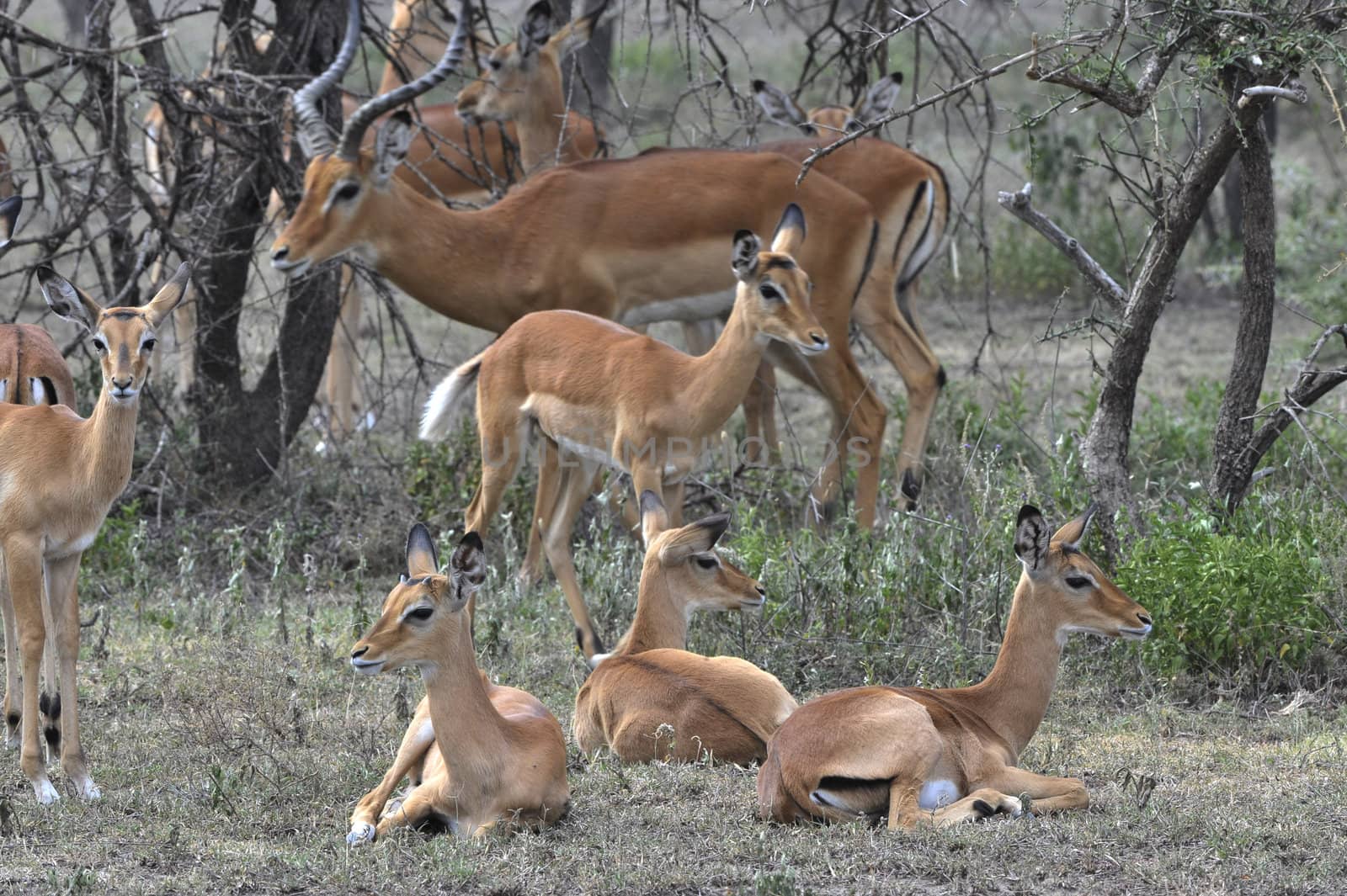 The group of antelopes the impala costs on the grass which has turned yellow from the hot sun.